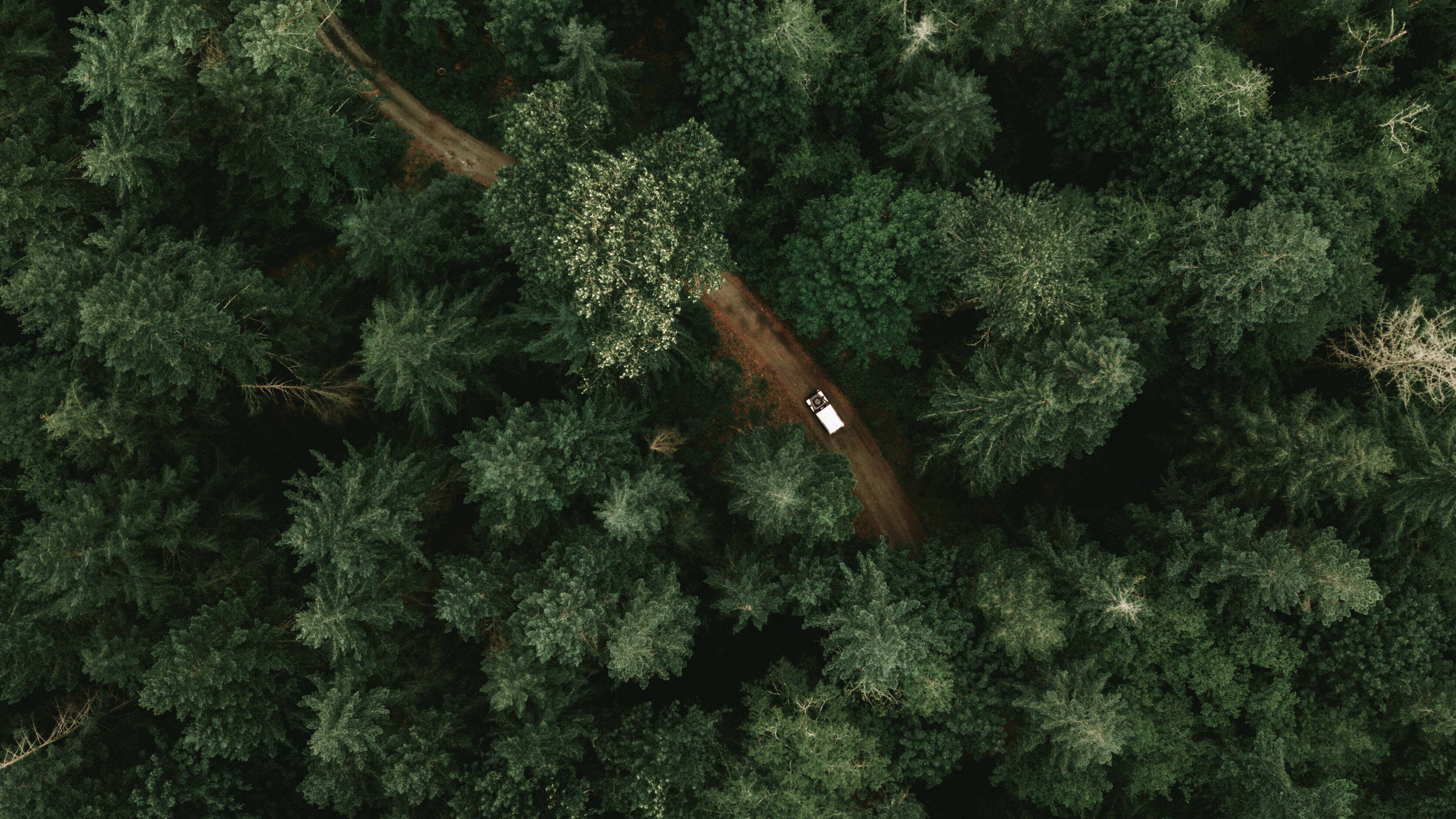 Free download Trees Green Nature Forest Jeep 4K Wallpaper, Wallpaper(s) website provided.