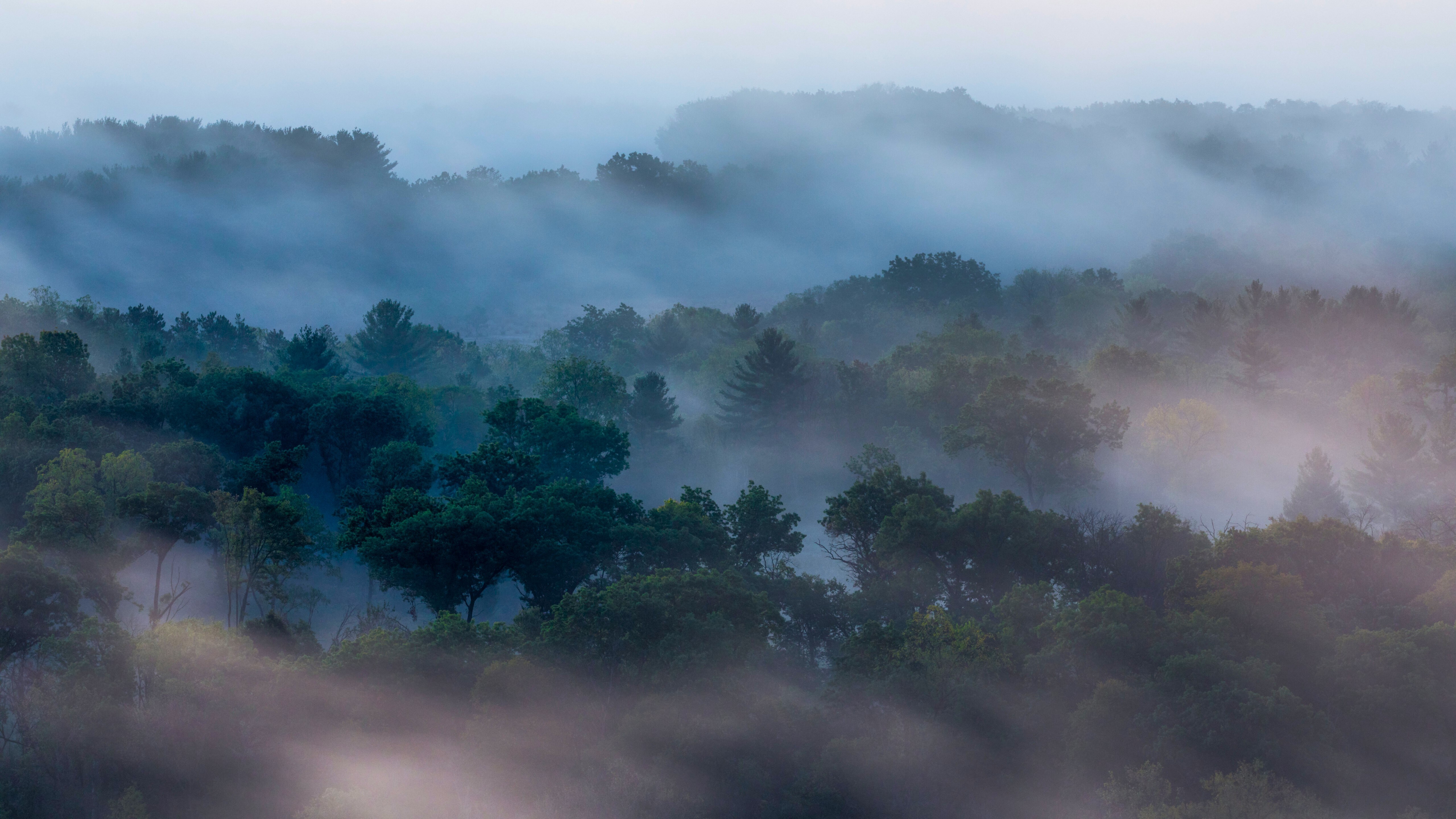 Free download Landscape nature trees fog forest morning leaves 4K wallpaper, Wallpaper(s) website provided.