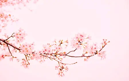 Free download Sakura Pink Background Branch Simple Background Bright Flowers Nature 4K Wallpaper, Wallpaper(s) website provided.