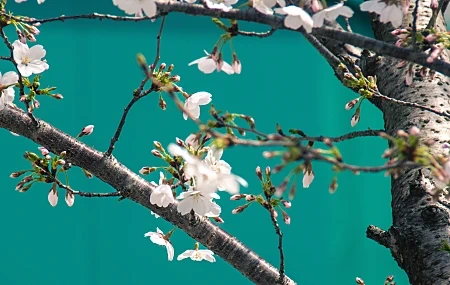 Free download Cherry blossoms flowers trees plants nature mobile wallpaper 4K wallpaper, Wallpaper(s) website provided.