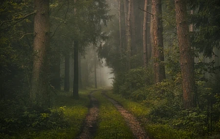 Free download nature trees forest plants leaves leaves dirt road path grass moss fog 4K wallpaper, Wallpaper(s) website provided.