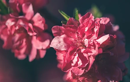 Free download Photography Flowers Plants Outdoor Leaves Peach Blossom Macro Spring Nature Depth of Field Petals 4K Wallpaper, Wallpaper(s) website provided.