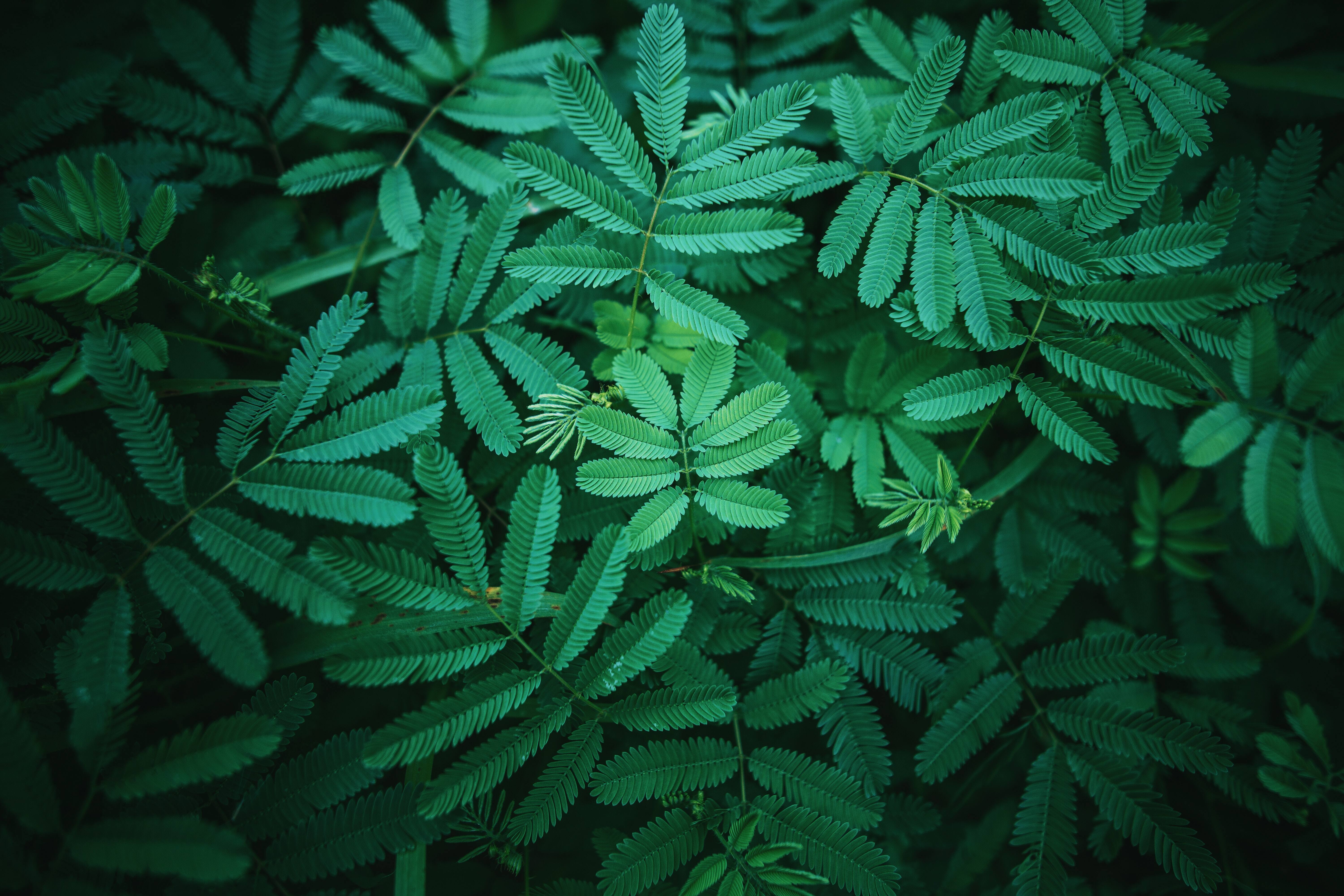 Free download Plant Green Leaf 4K Wallpaper, Wallpaper(s) website provided.