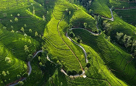 Free download Nature Landscape Road Trees Farm Field Tea Trees 4K Wallpaper, Wallpaper(s) website provided.