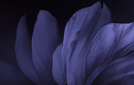 Free download Purple Flower Widescreen Simple Background Petals Dark Background Flowers Closeup Ultra Wide Natural 4K Wallpaper, Wallpaper(s) website provided.