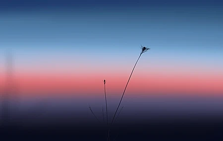 Free download Delicate Ultra-wide Wide Screen Illustration Plant Blur Micro 4K Wallpaper, Wallpaper(s) website provided.