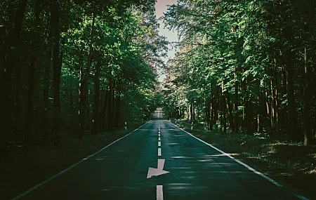 Free download road forest highway outdoor nature landscape daylight trees path retro photography summer green lilac 8K wallpaper, Wallpaper(s) website provided.
