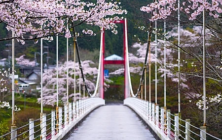 Free download Nature Trees Bridge Cherry Blossom Rain Cable Bridge Depth of Field Photography Flowers 4K Wallpaper, Wallpaper(s)