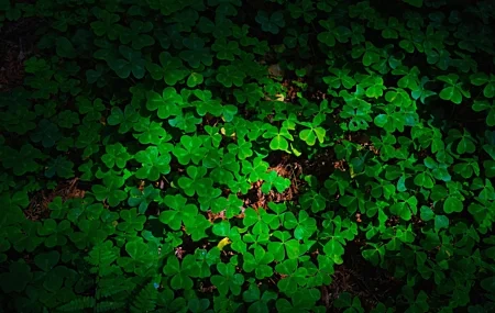 Free download Nature Green Clovers Plant 4K Wallpaper, Wallpaper(s)