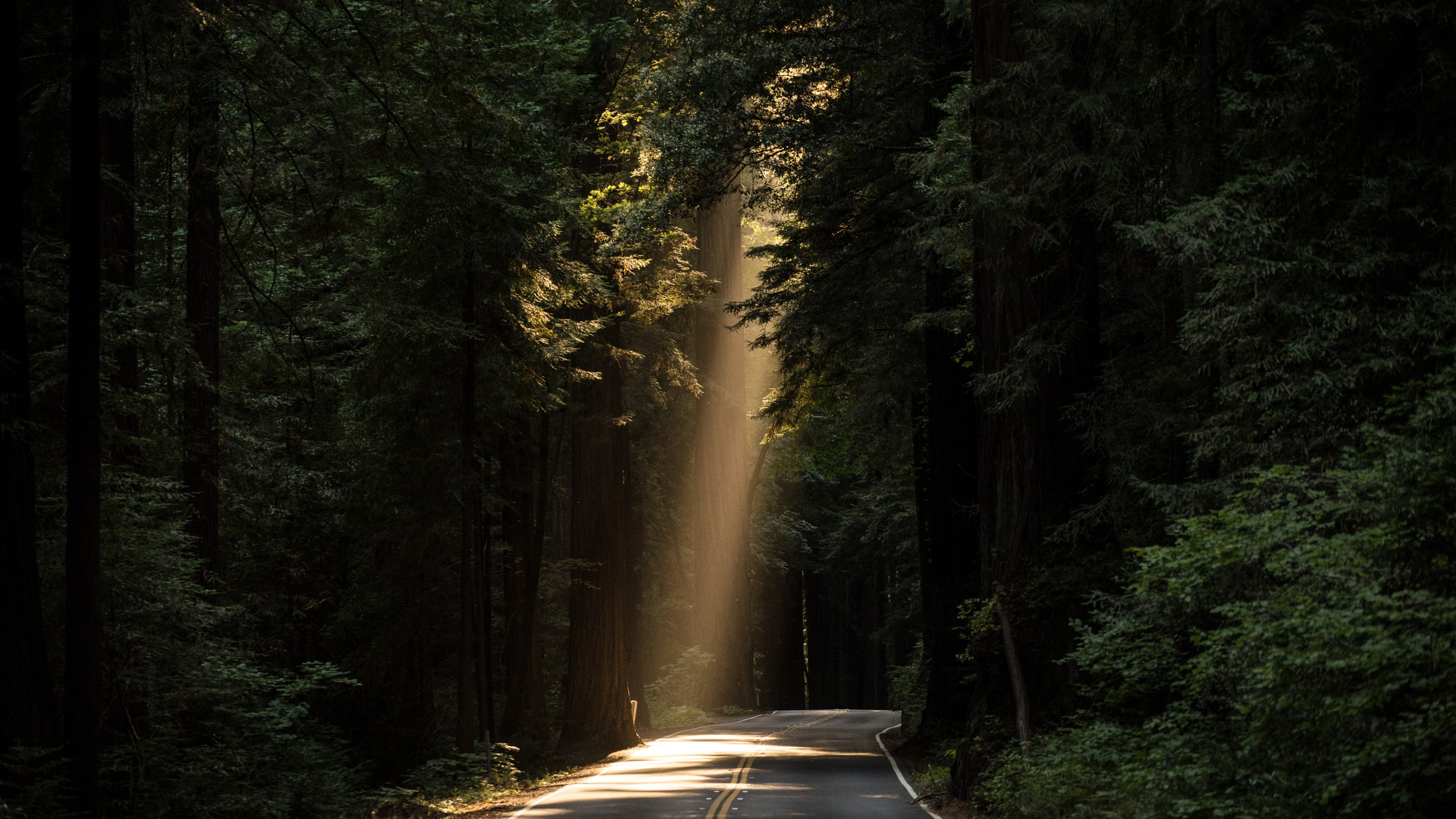 Free download Trees Road Nature Sunshine Sunlight 4K Wallpaper, Wallpaper(s) website provided.