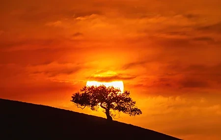 Free download Nature Landscape Sunset Trees Hill Clouds Orange Sky Silhouette Sun Photography Sky 4K Wallpaper, Wallpaper(s) website provided.