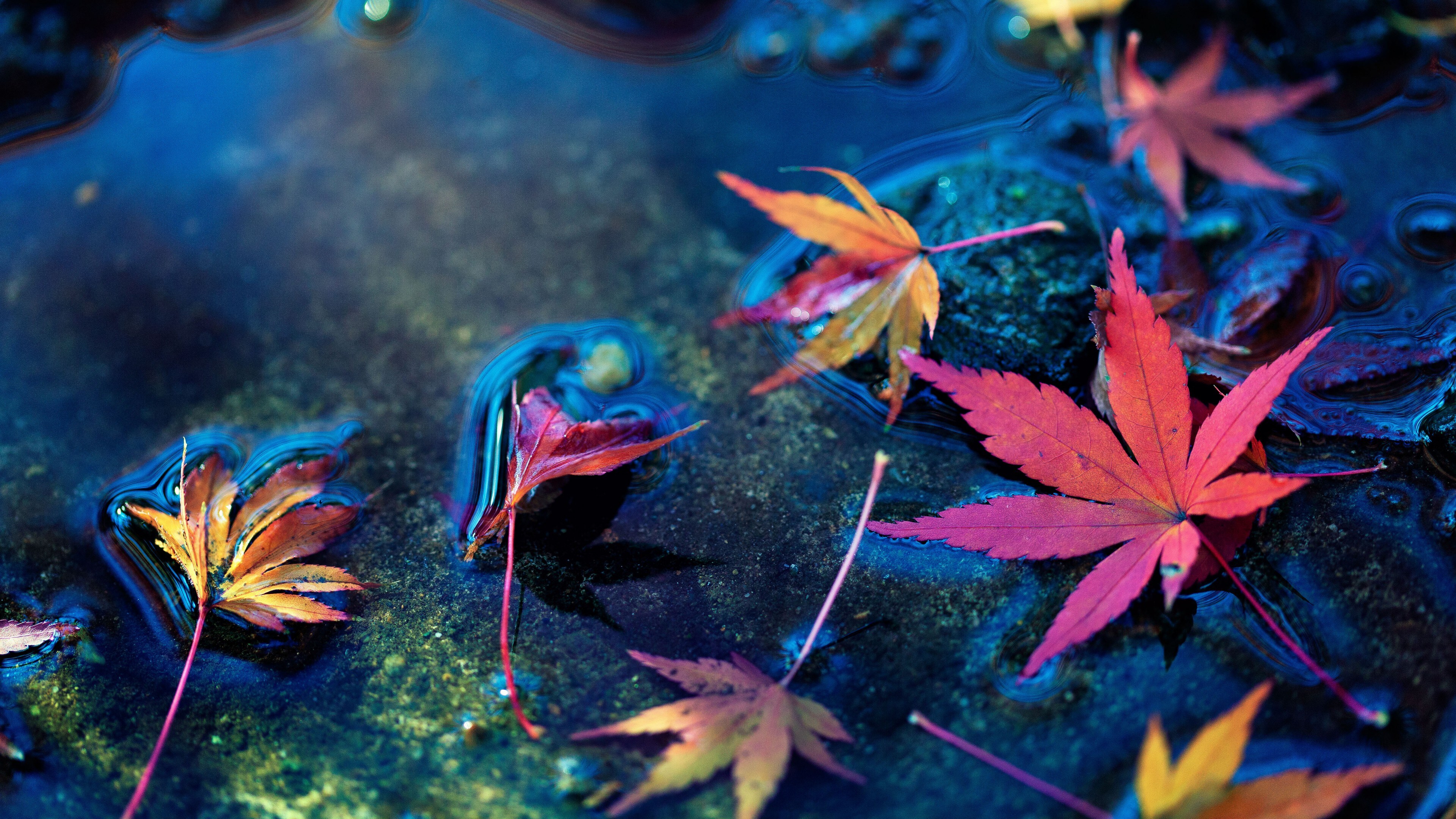 Free download Water Autumn Red Leaves Maple Leaves 4K Wallpaper, Wallpaper(s) website provided.