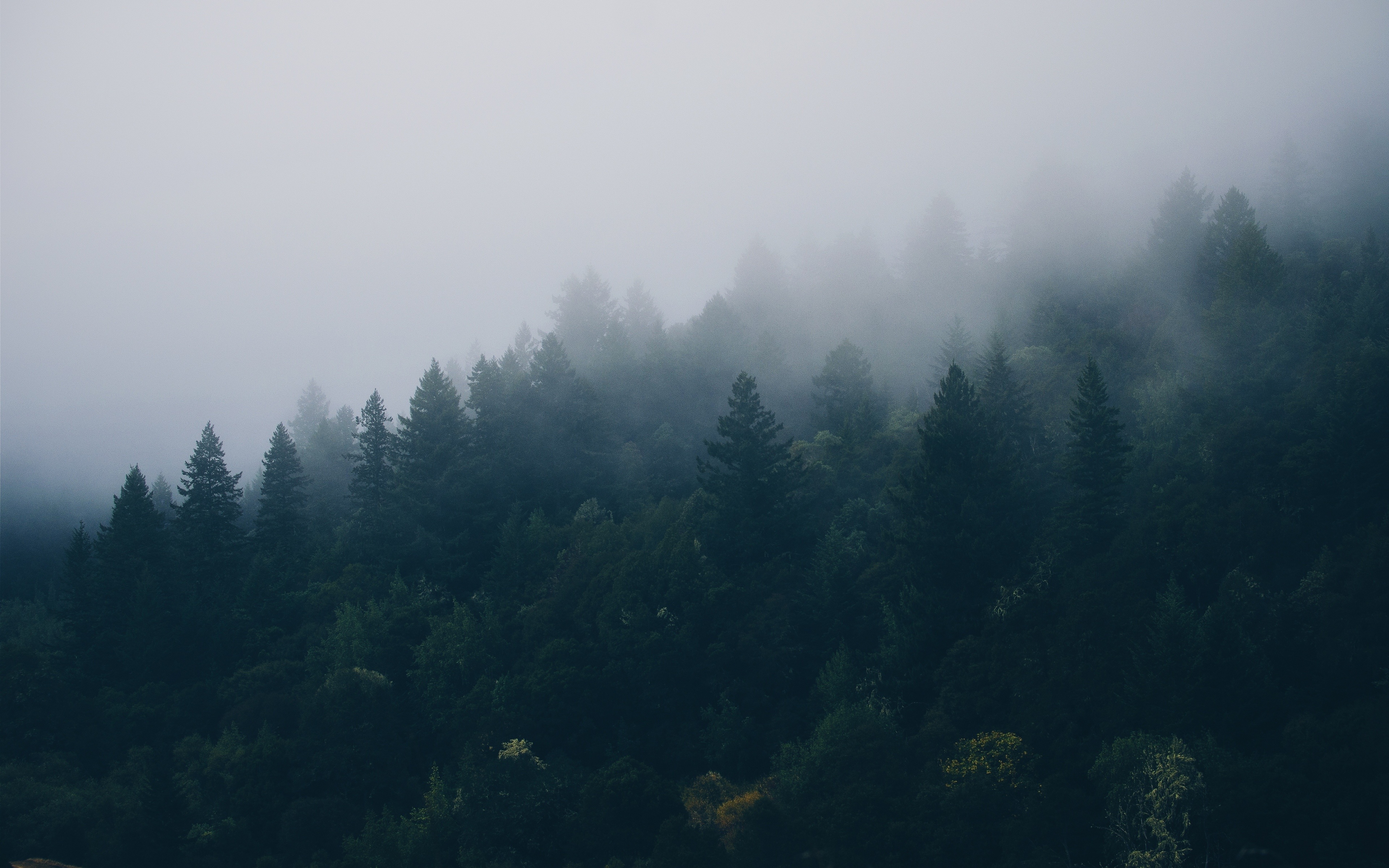 Free download Forest mist spruce nature trees landscape 4K wallpaper, Wallpaper(s)