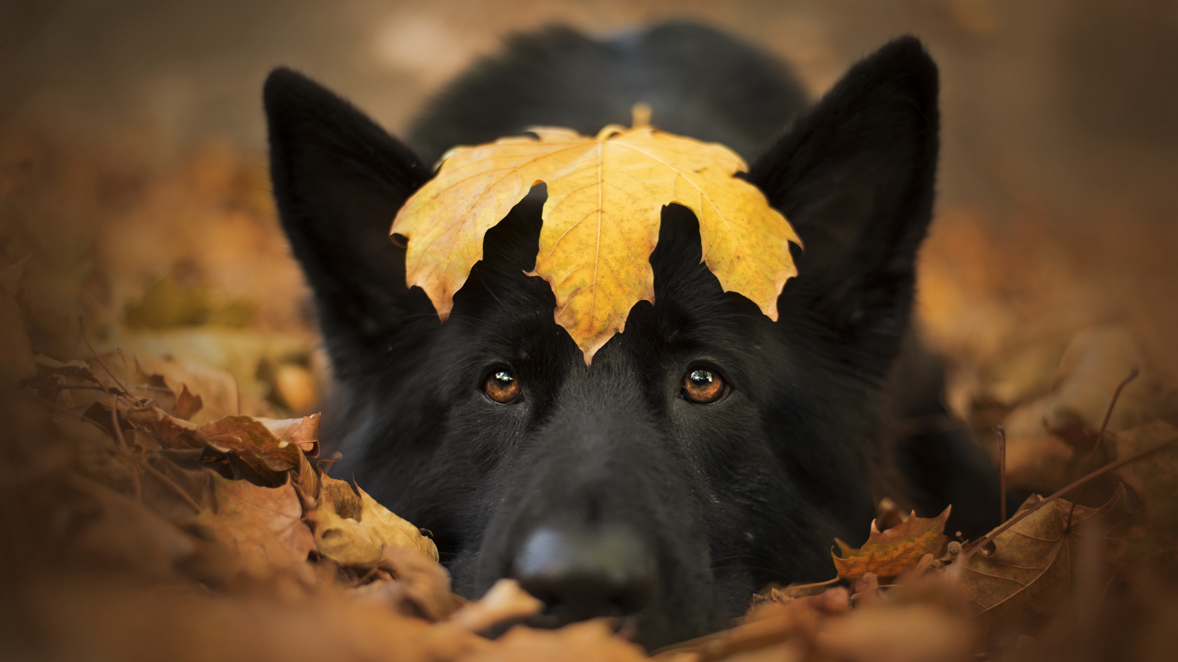 Free download Animals Dog Autumn Fall Leaves Outdoor Nature Closeup 4K Wallpaper, Wallpaper(s)