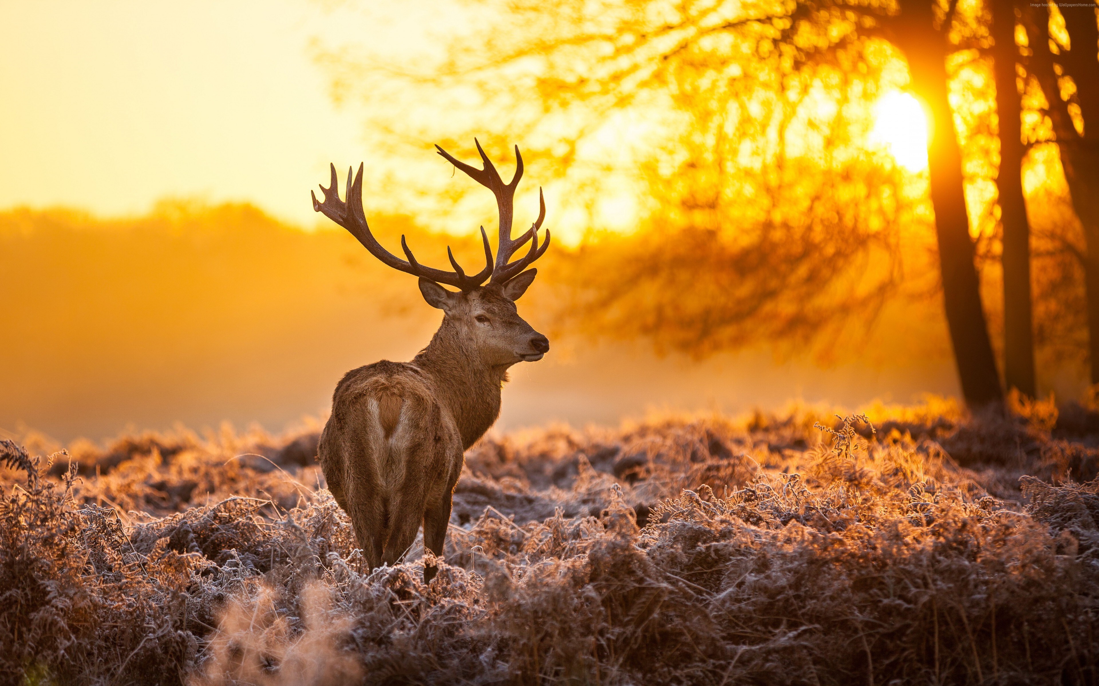 Free download Deer Animal Nature Landscape Sunshine Animal Orange Frost Bucks Computer Wallpaper 4K Wallpaper, Wallpaper(s)