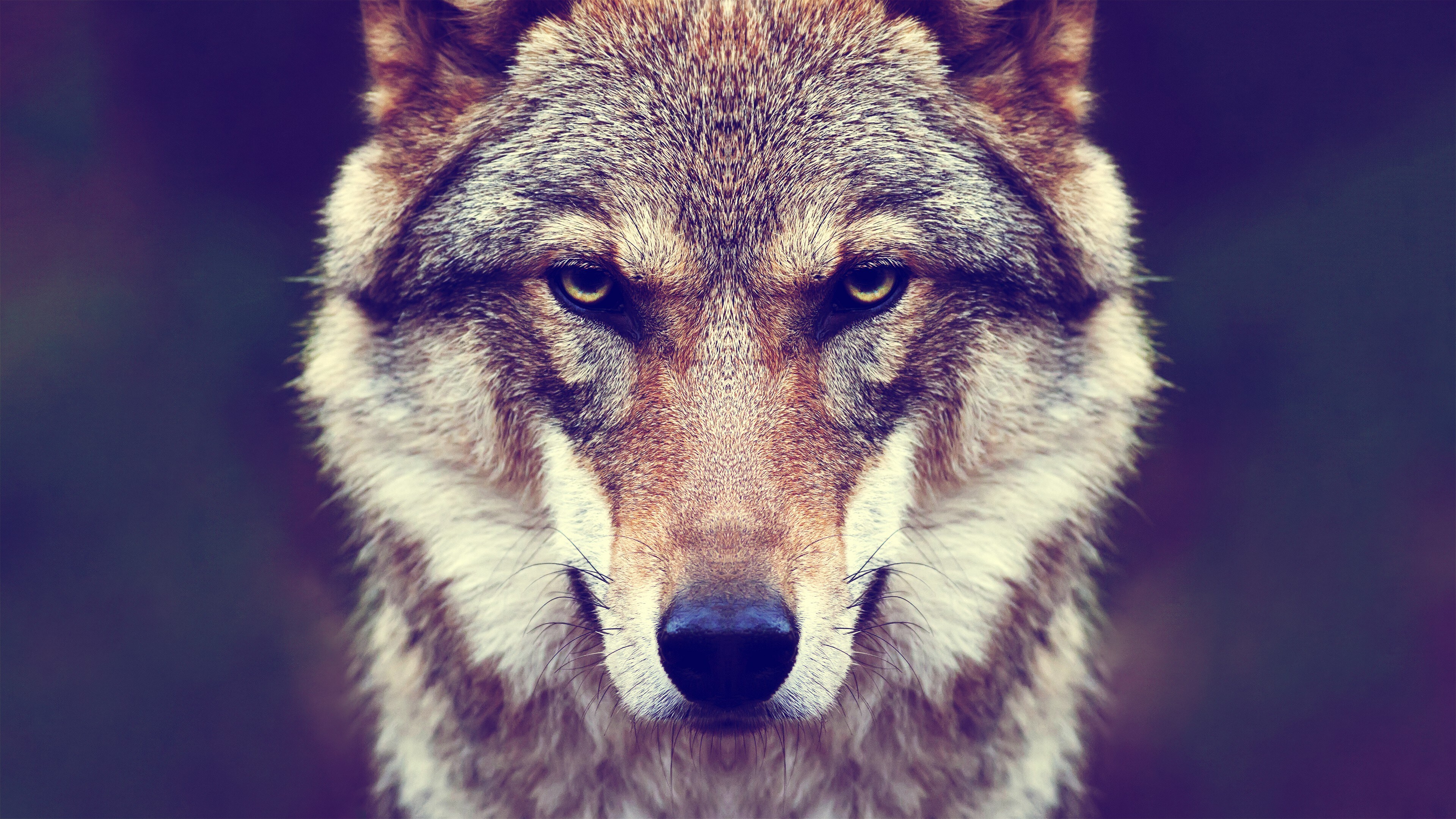 Free download animal fur wolf nature symmetry mammal close-up animal eyes 4K wallpaper, Wallpaper(s) website provided.
