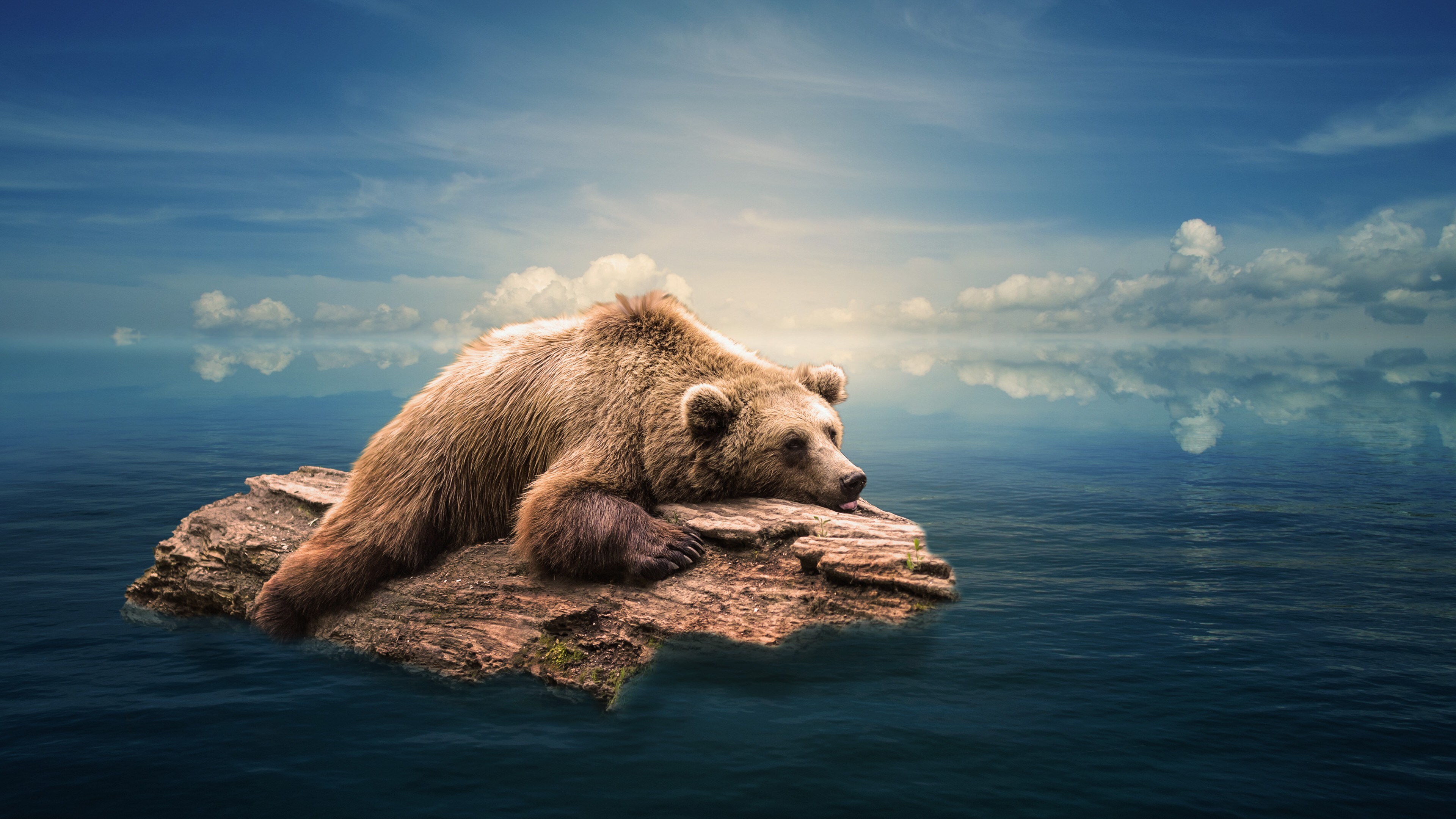 Free download Grizzly Bear Brown Bear Floating Sea Rest Computer Wallpaper 4K Wallpaper, Wallpaper(s) website provided.