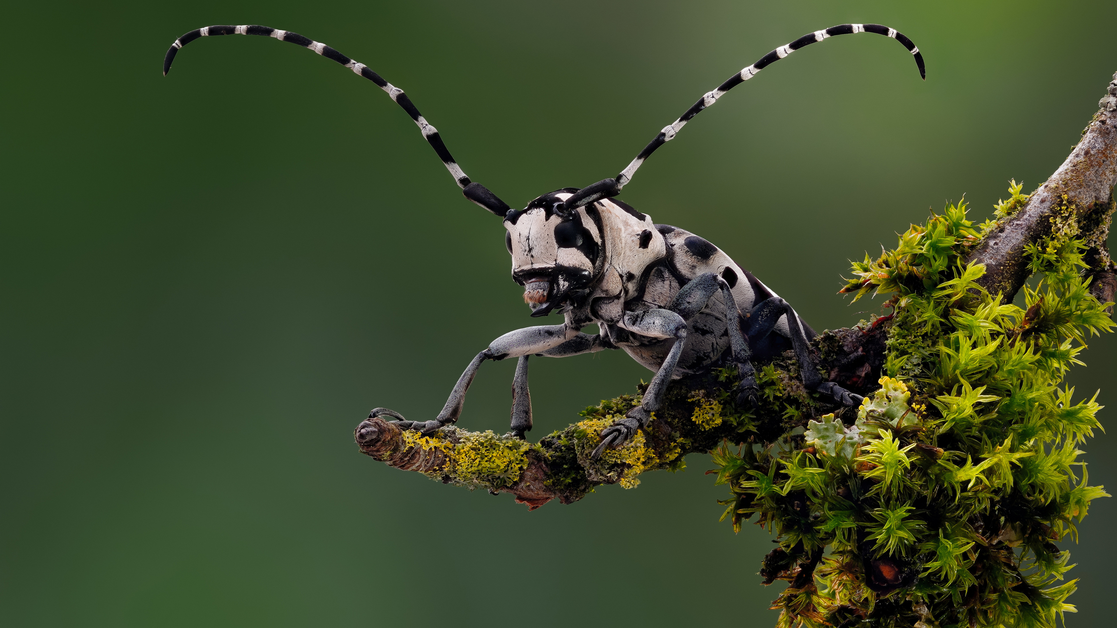 Free download beetle insect moss longhorn animal nature landscape computer wallpaper 4K wallpaper, Wallpaper(s) website provided.