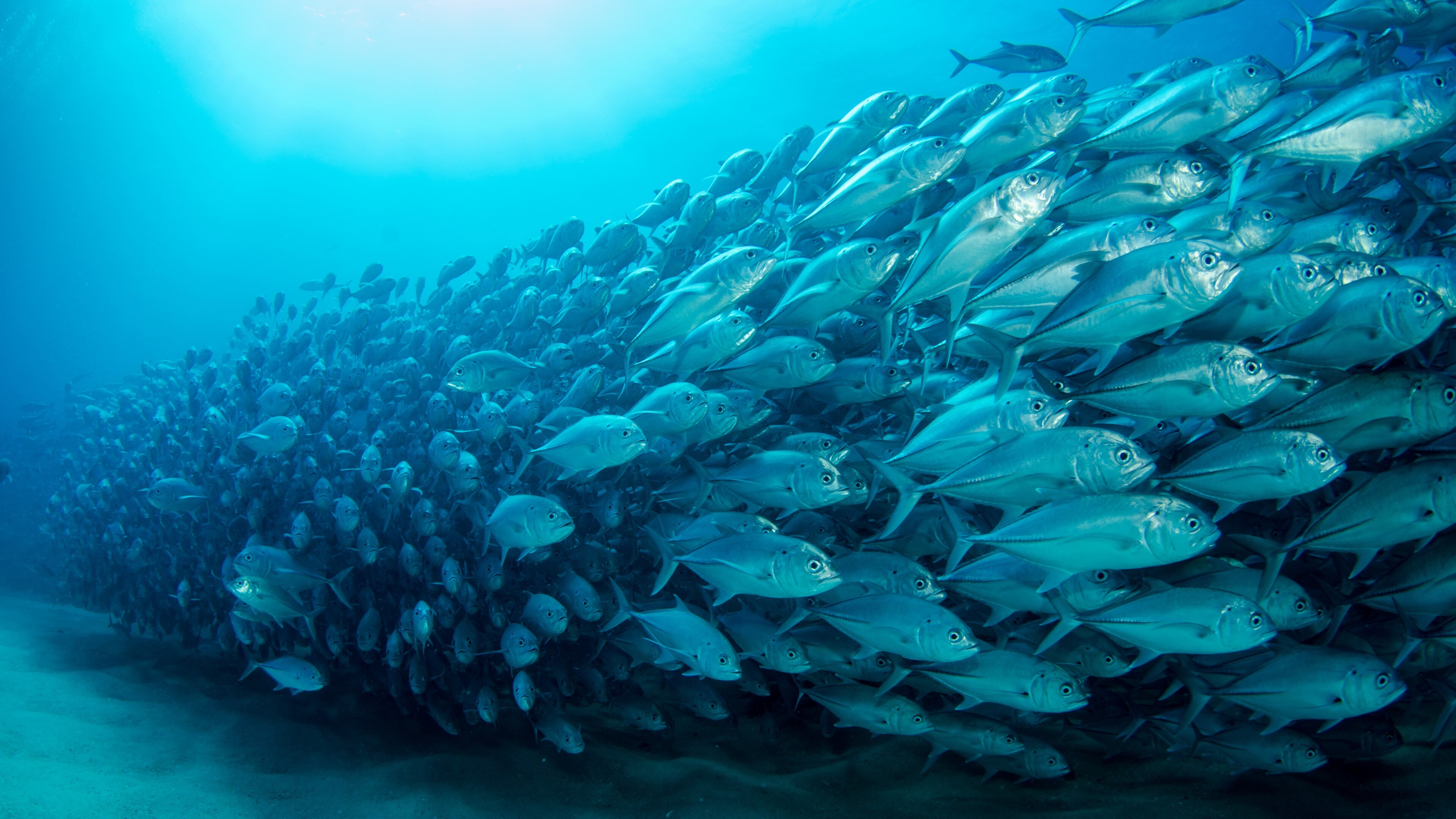 Free download fish underwater ocean water animal nature minimalism simple background computer wallpaper 4K wallpaper, Wallpaper(s) website provided.
