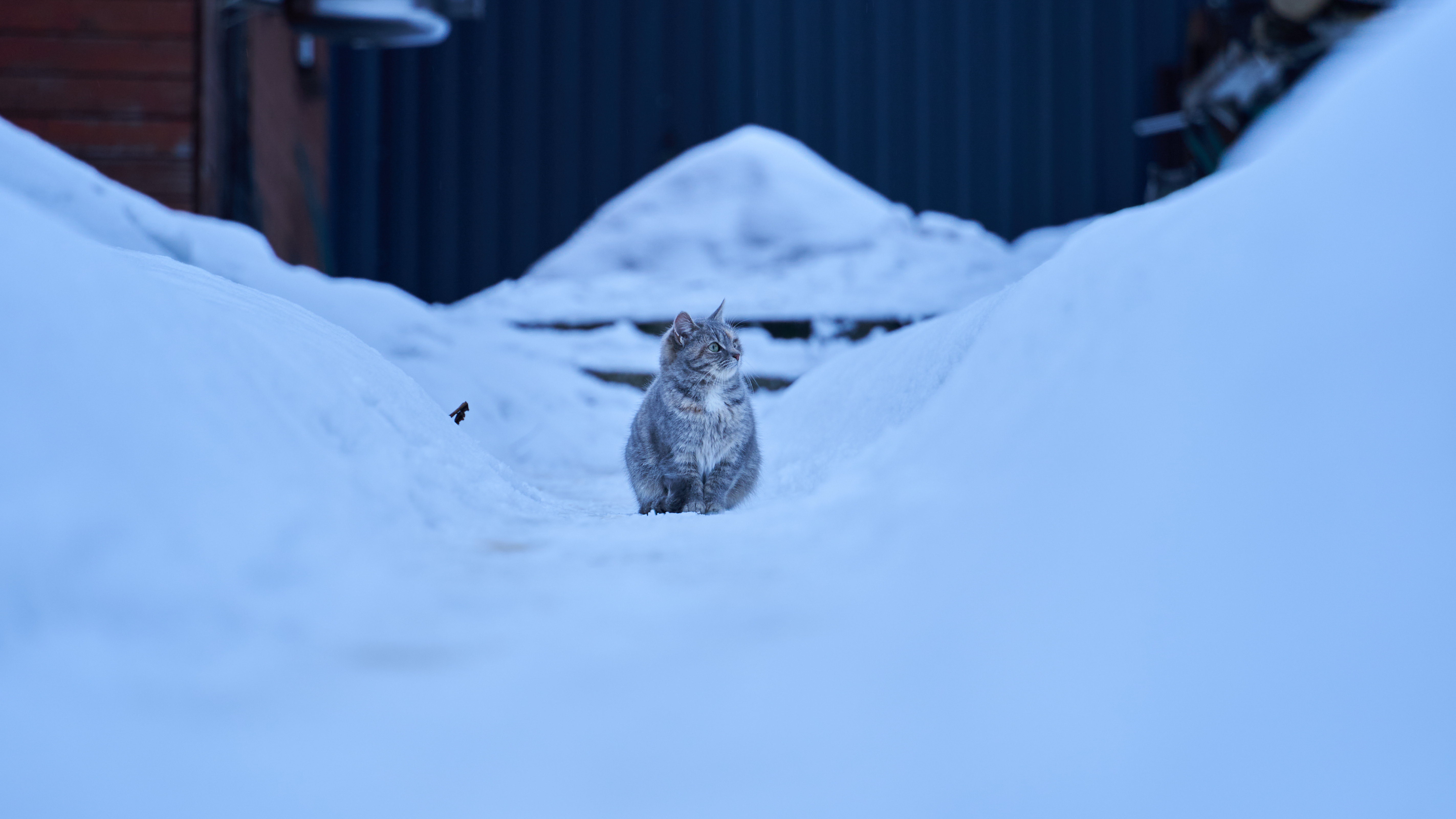 Free download cat winter cold snow animal cat animal computer wallpaper 4K wallpaper, Wallpaper(s) website provided.