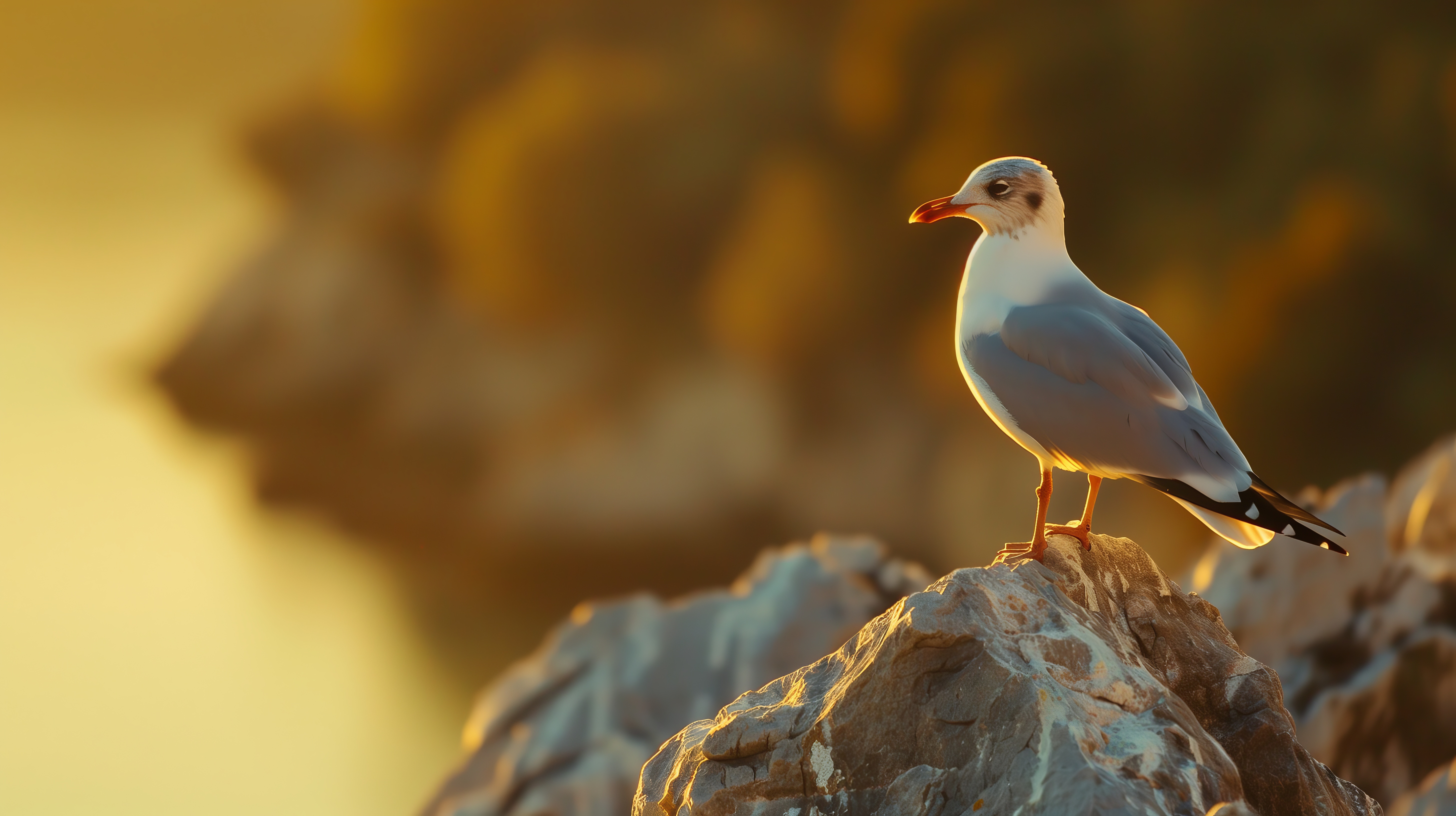 Free download Seagull Yellow Golden Hour Computer Wallpaper 4K Wallpaper, Wallpaper(s) website provided.