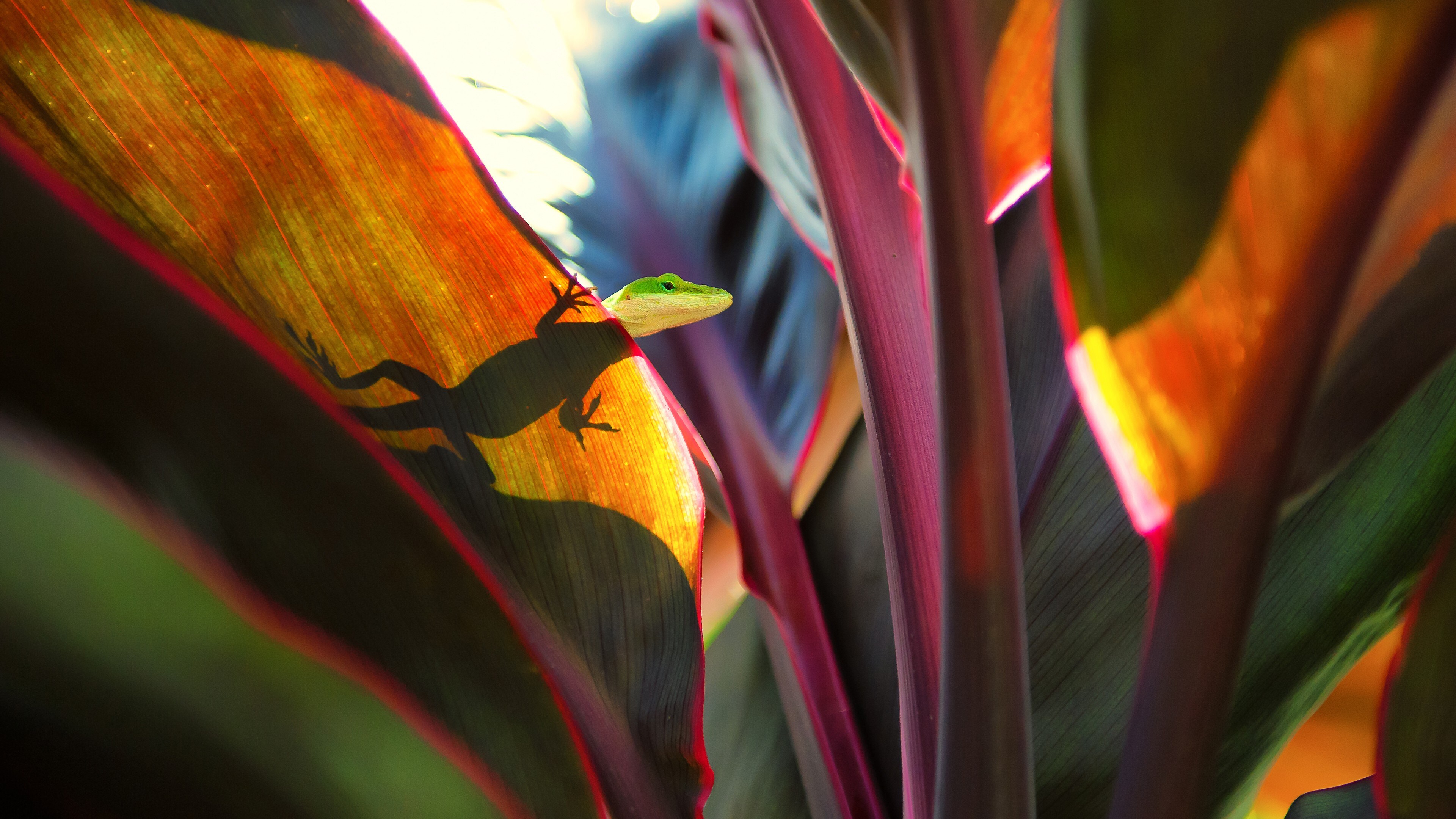 Free download Nature Closeup Animal Silhouette Shadow Plants Sunshine Lizard Leaves Colorful, Computer Wallpaper, 4K Wallpaper, Wallpaper(s) website provided.