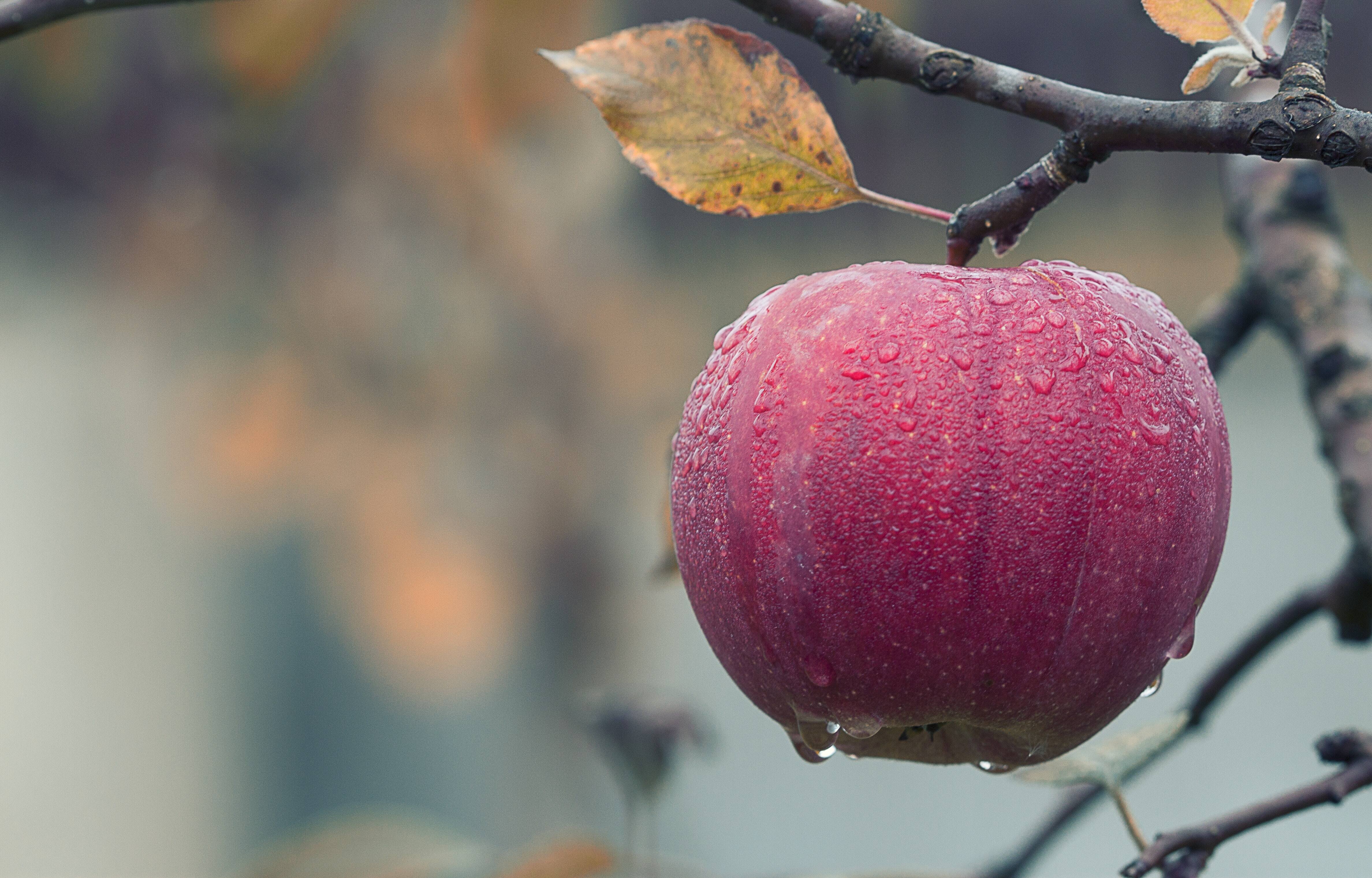Free download apple fruit food water drops trees leaves autumn 4K wallpaper, Wallpaper(s) website provided.