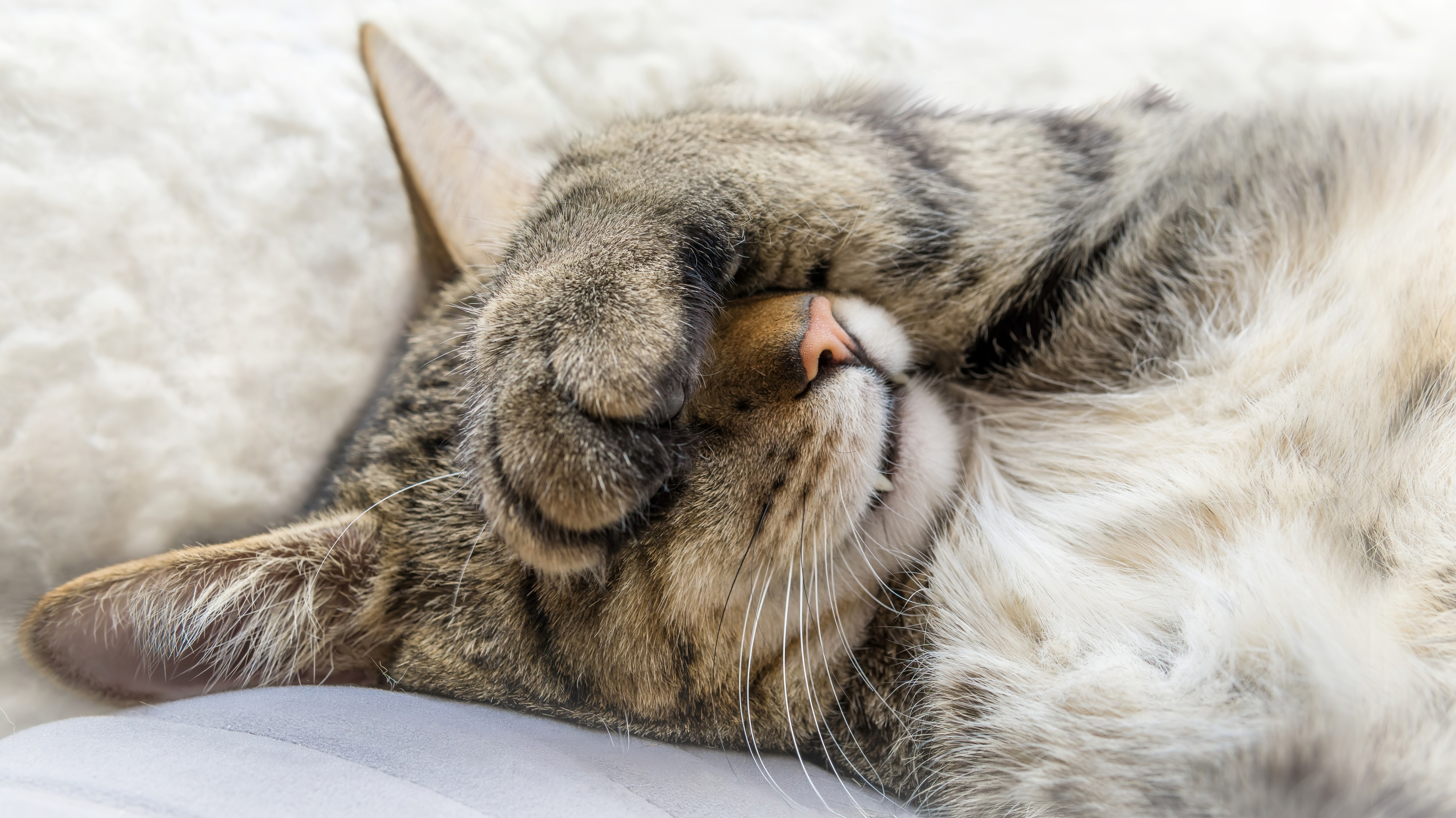 Free download cat animal cat close-up sleep computer wallpaper 4K wallpaper, Wallpaper(s) website provided.