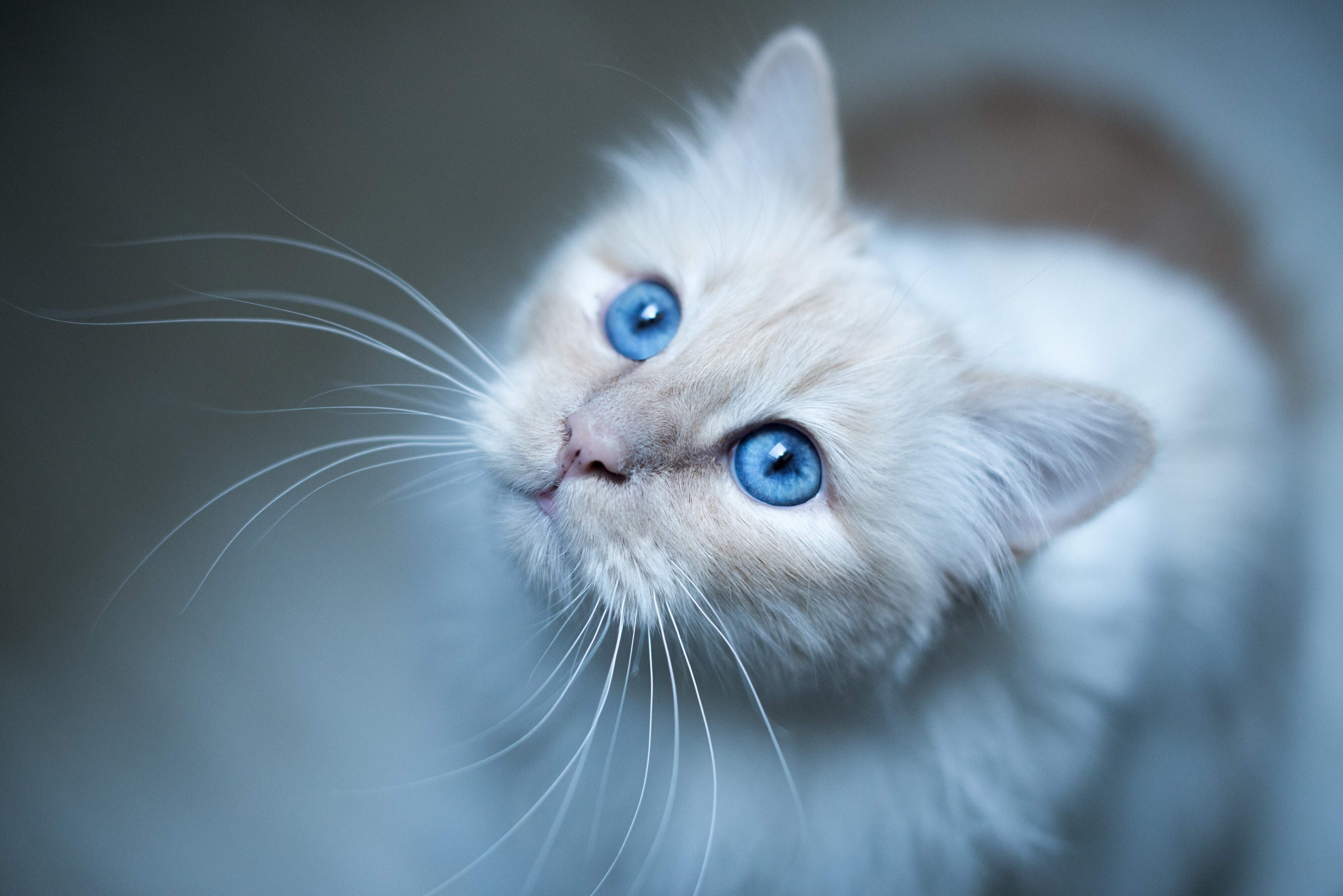 Free download Blue Eyes Cat Animal White Cute Healing Computer Wallpaper 4K Wallpaper, Wallpaper(s) website provided.