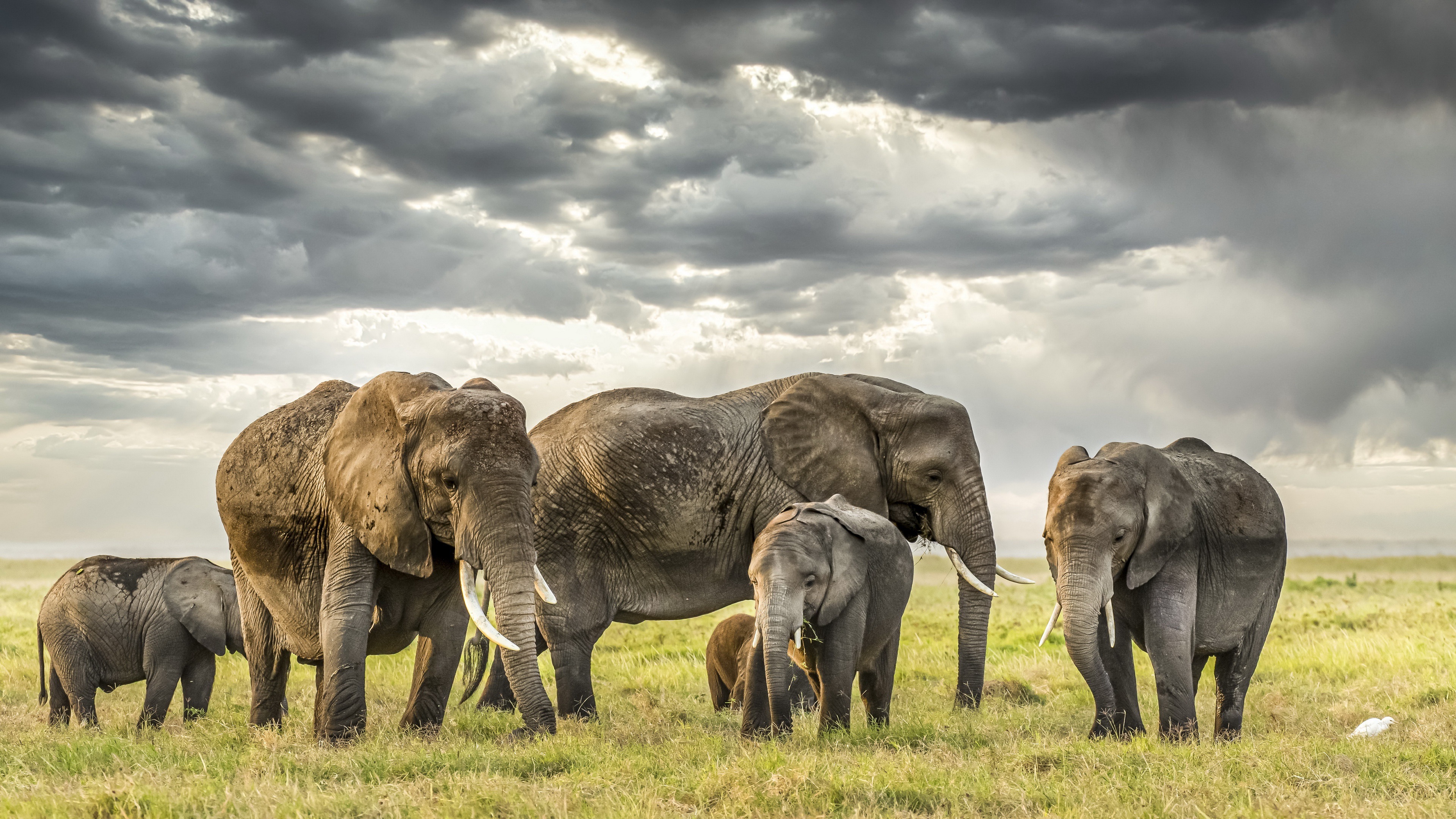 Free download Africa Wildlife Nature Elephant Animal Computer Wallpaper 4K Wallpaper, Wallpaper(s) website provided.