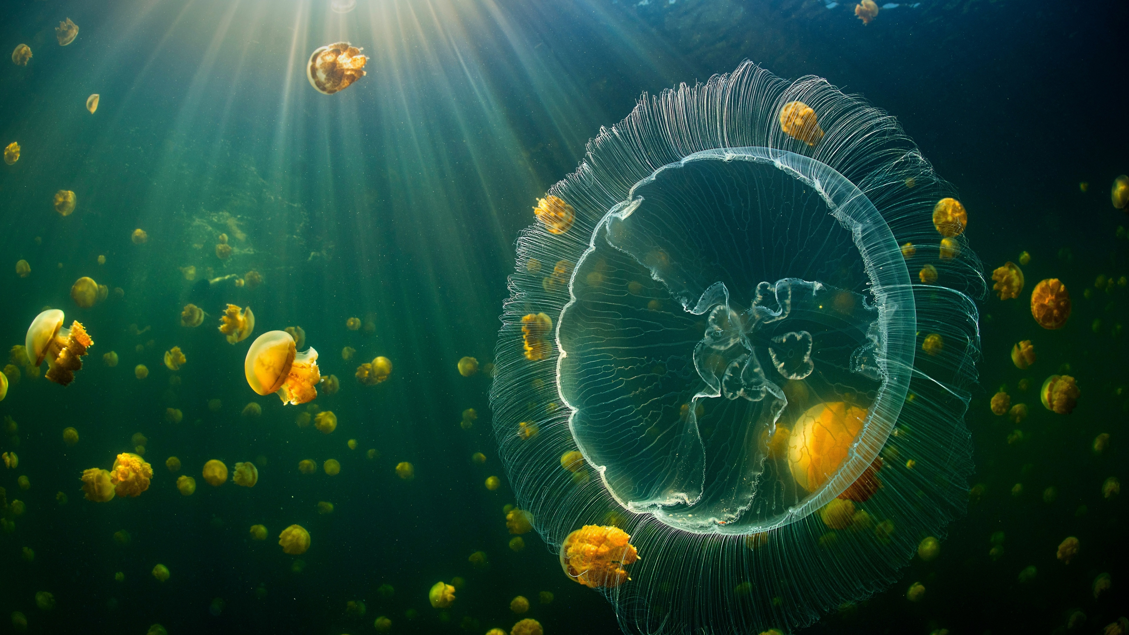 Free download Jellyfish Underwater Animals Ocean Biology Computer Wallpaper 4K Wallpaper, Wallpaper(s) website provided.