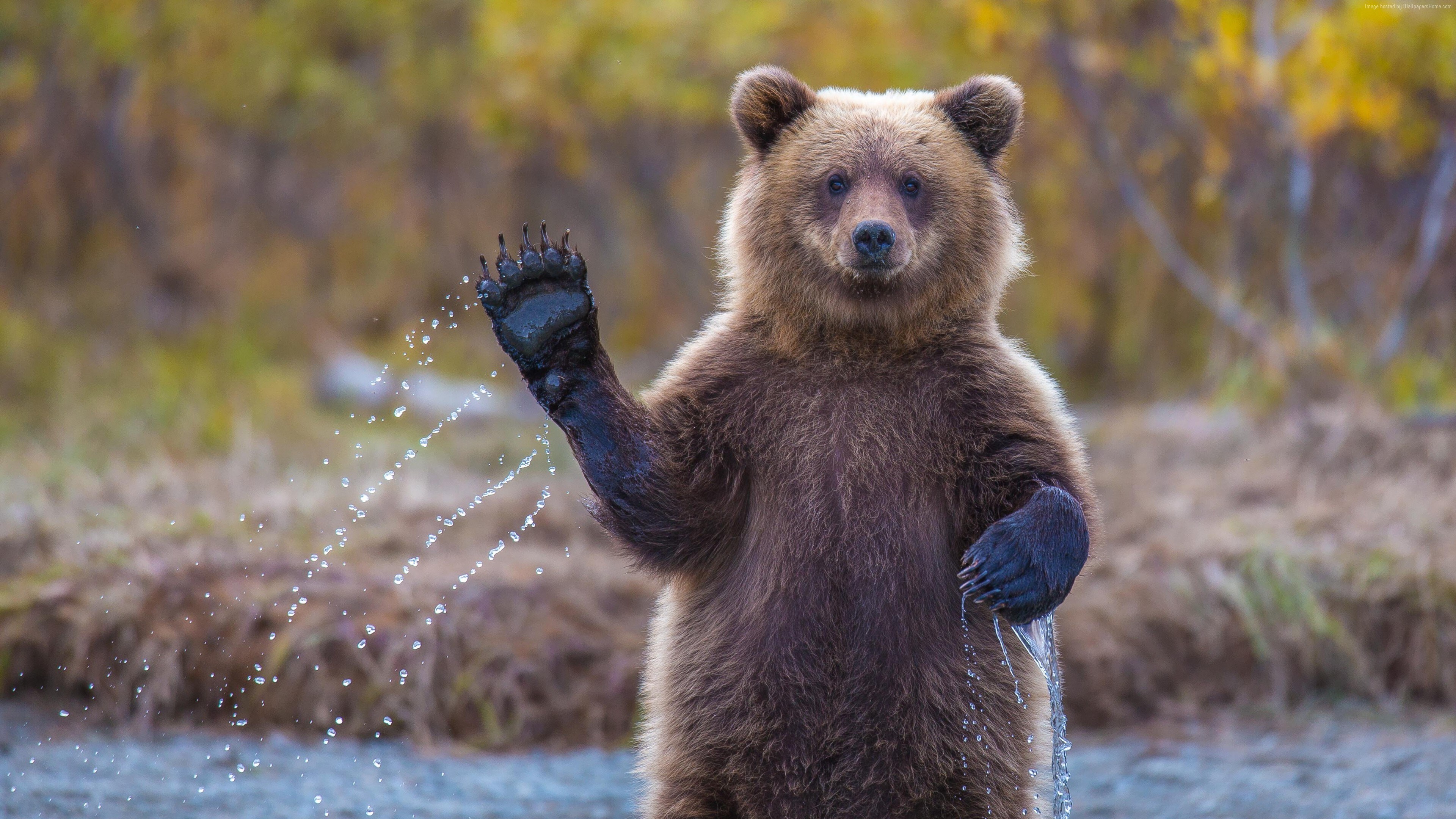 Free download Bear Animal Nature Outdoor Waving Computer Wallpaper 4K Wallpaper, Wallpaper(s) website provided.