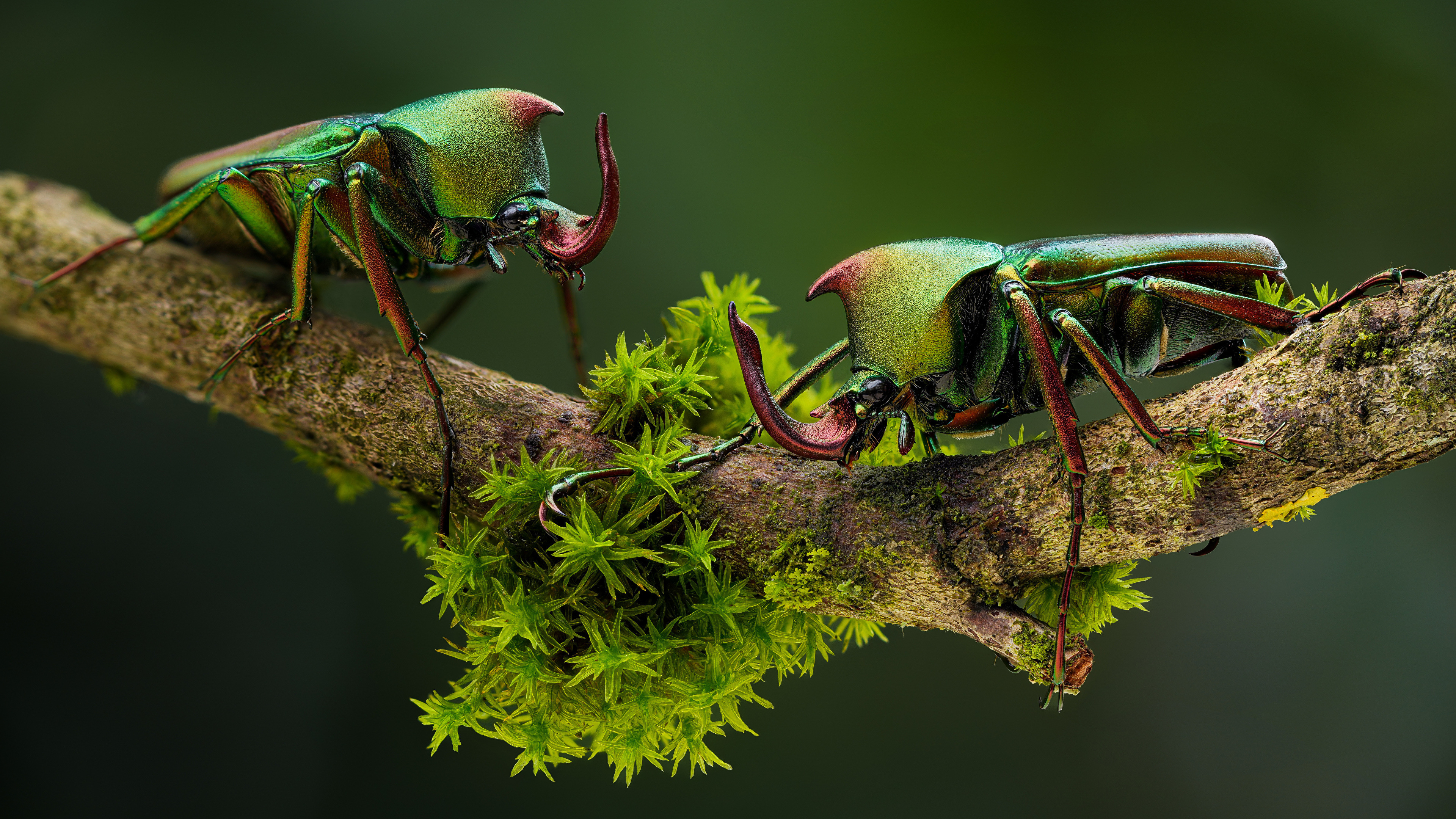 Free download beetle moss branch nature animal depth of field insect close-up computer wallpaper 4K wallpaper, Wallpaper(s) website provided.