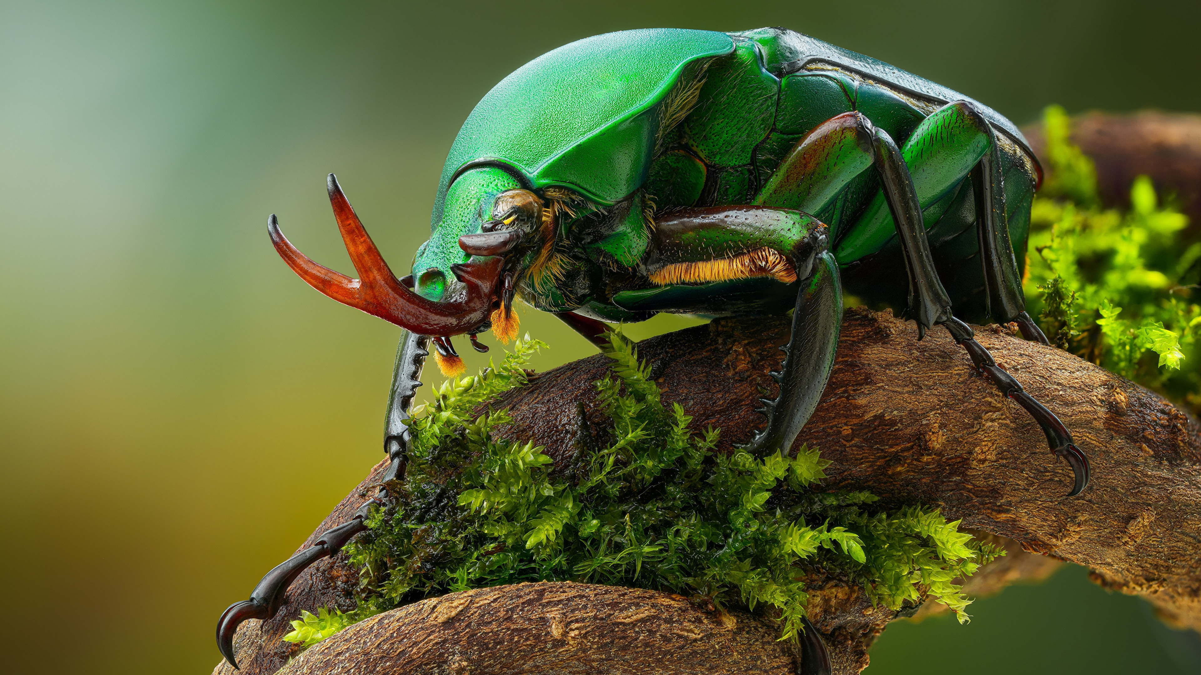 Free download beetle macro branch insect nature depth of field minimalism close-up simple background moss computer wallpaper 4K wallpaper, Wallpaper(s) website provided.