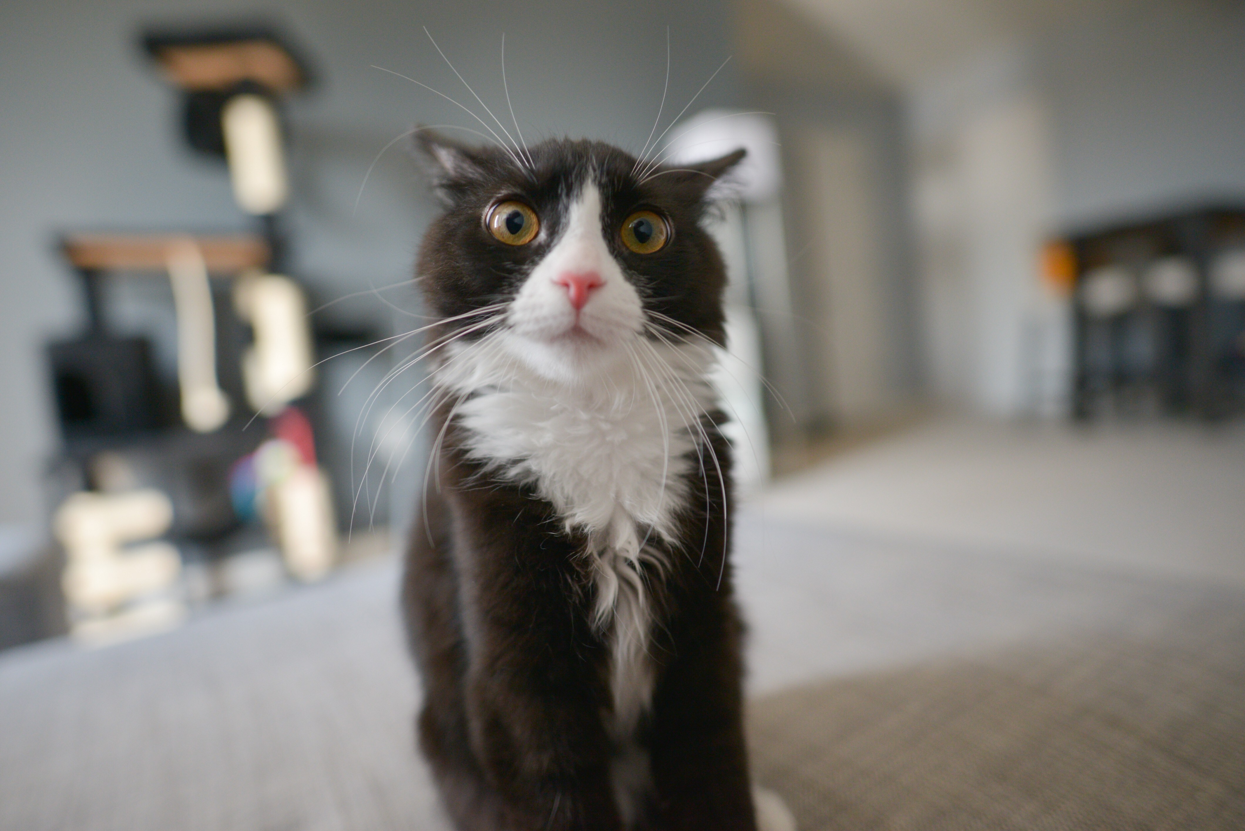 Free download Animal Cat Healing Computer Wallpaper 4K Wallpaper, Wallpaper(s) website provided.