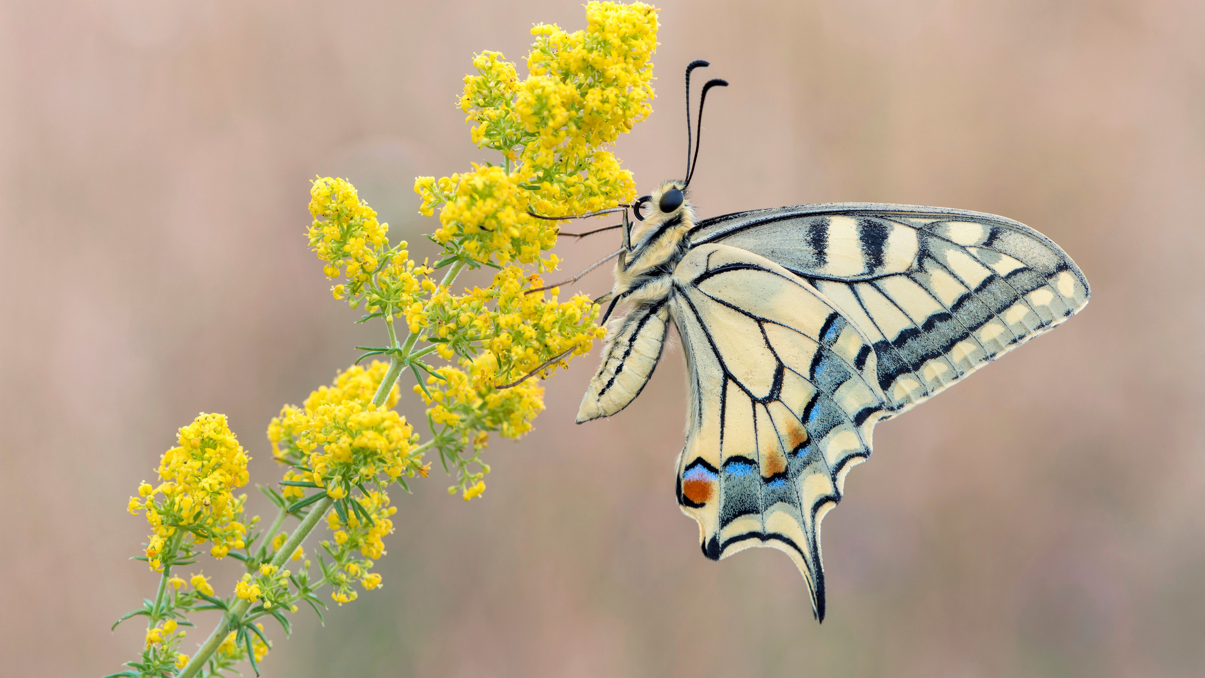 Free download Butterfly Yellow Flower Nature Insect Computer Wallpaper 4K Wallpaper, Wallpaper(s) website provided.