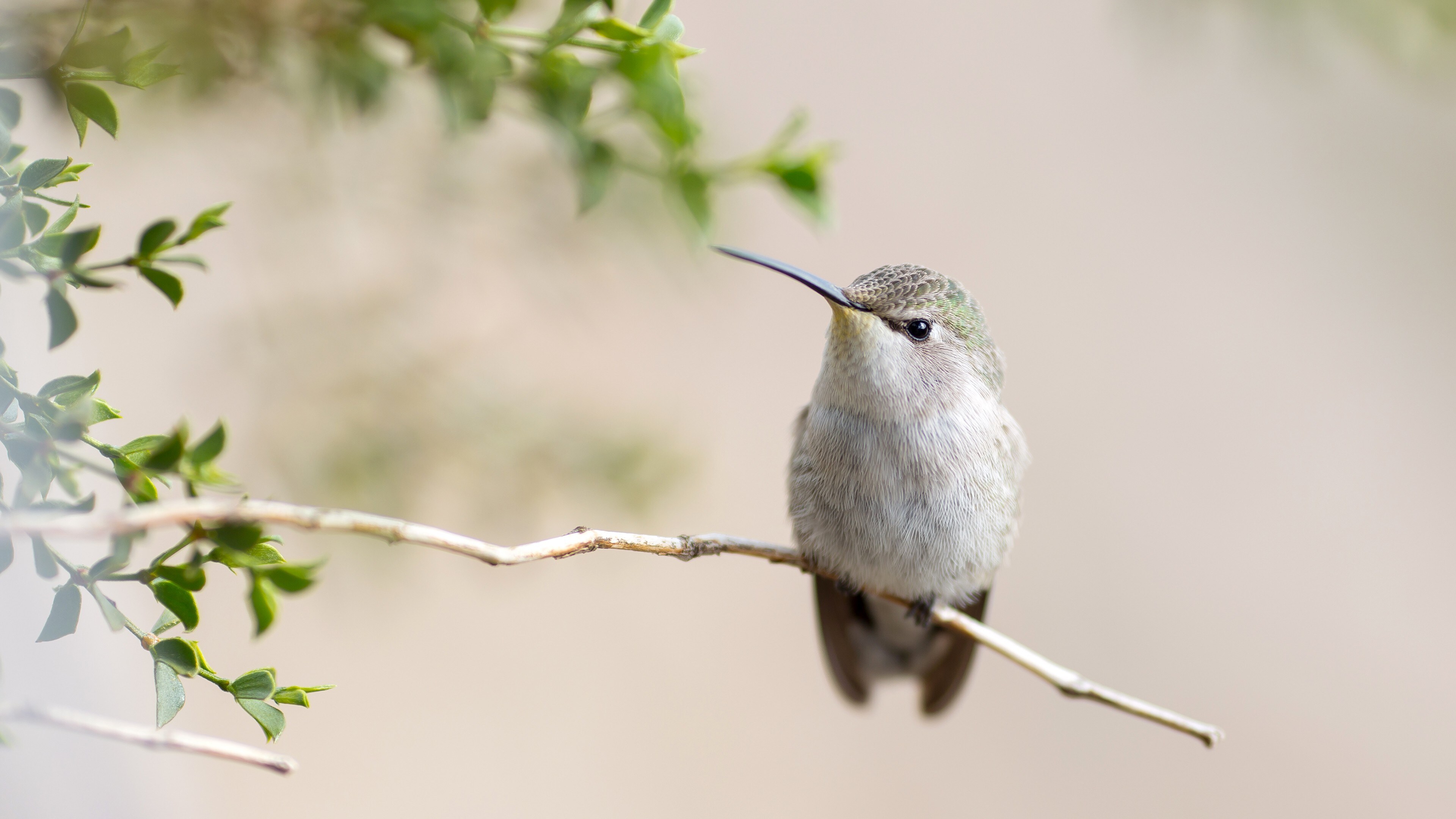 Free download Hummingbird Animal Bird Branch Fresh Healing Computer Wallpaper 4K Wallpaper, Wallpaper(s) website provided.