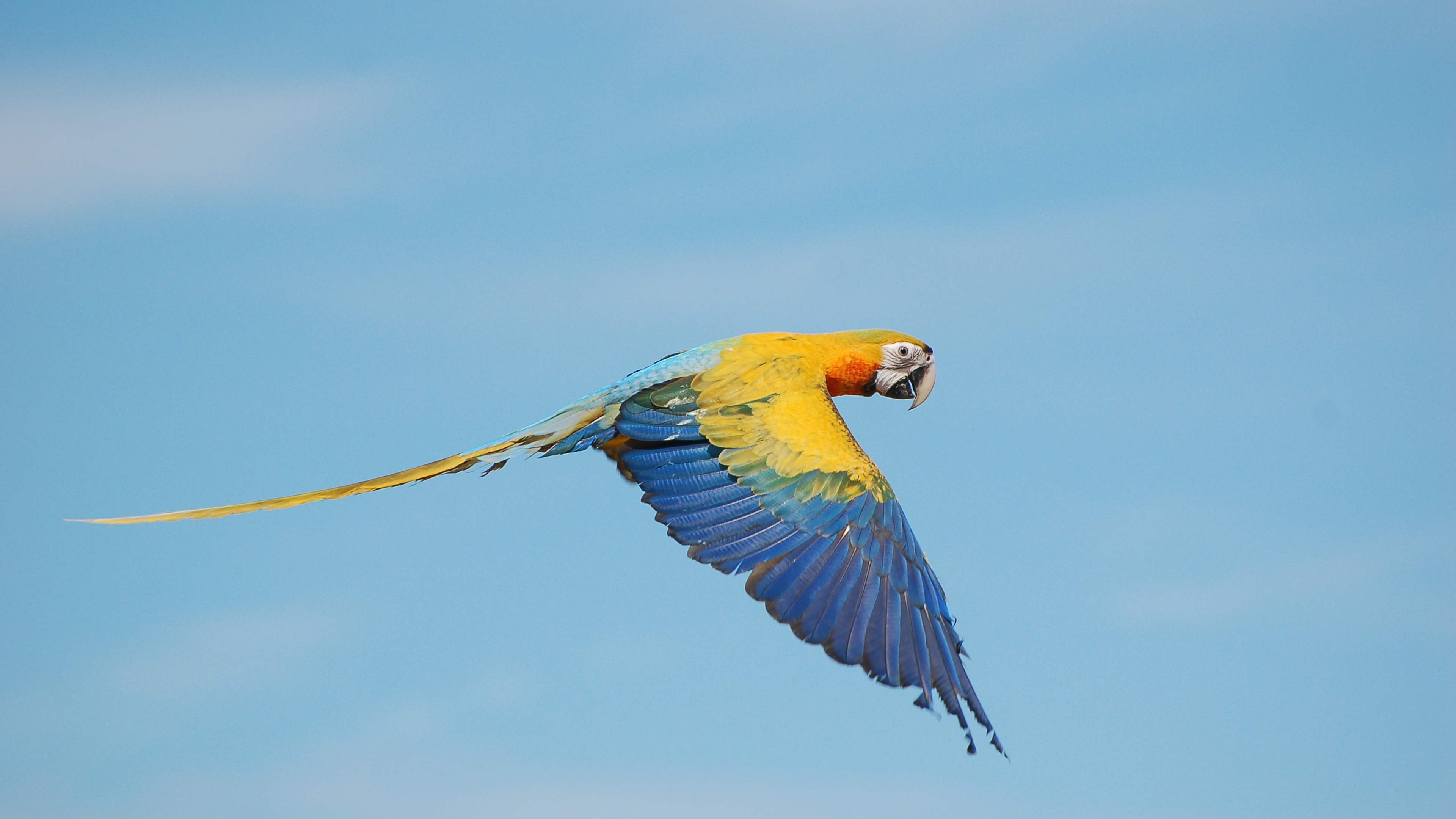 Free download Bird Parrot Animal Computer Wallpaper 4K Wallpaper, Wallpaper(s) website provided.