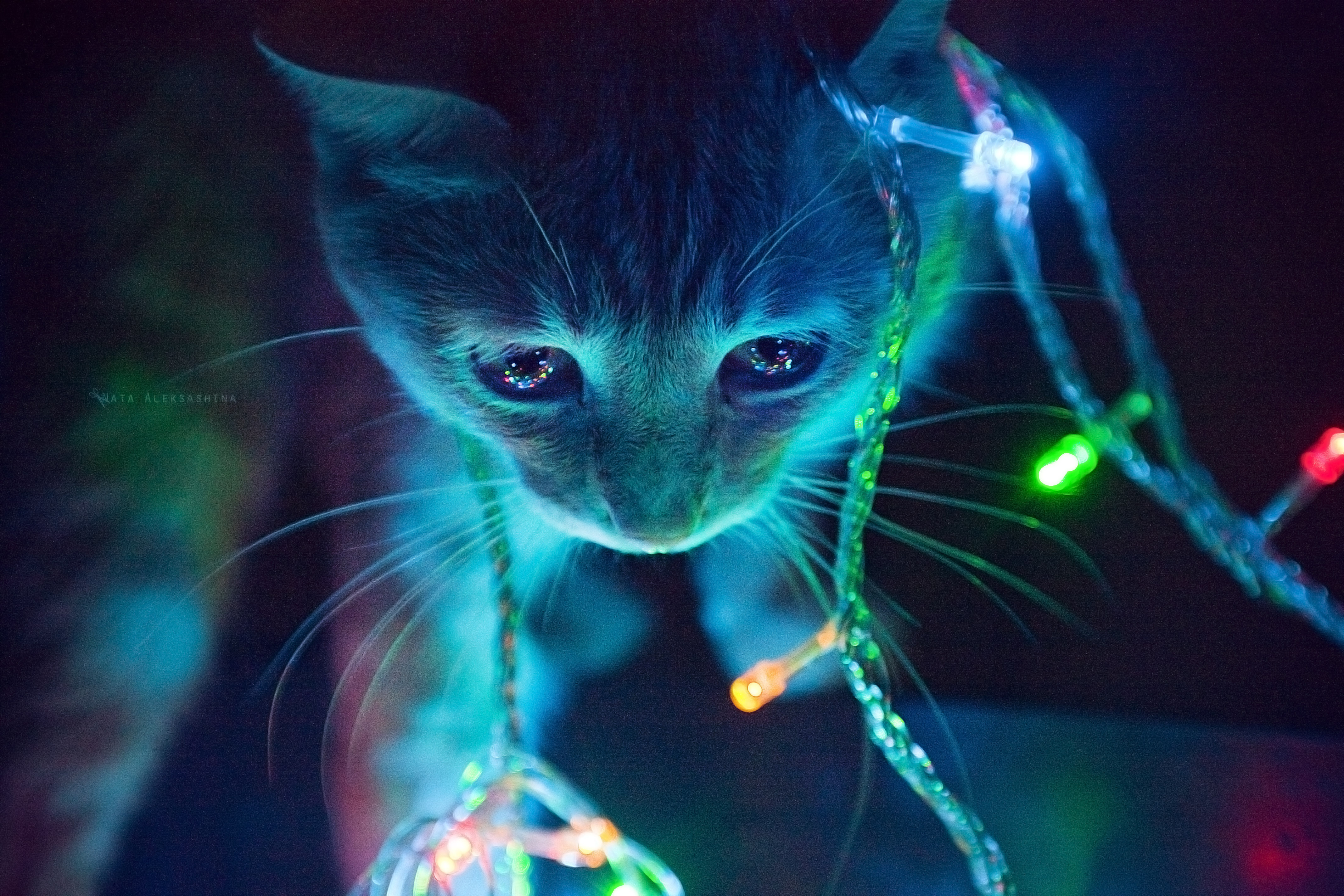 Free download Cat Christmas Animal Cute Healing Computer Wallpaper 4K Wallpaper, Wallpaper(s) website provided.