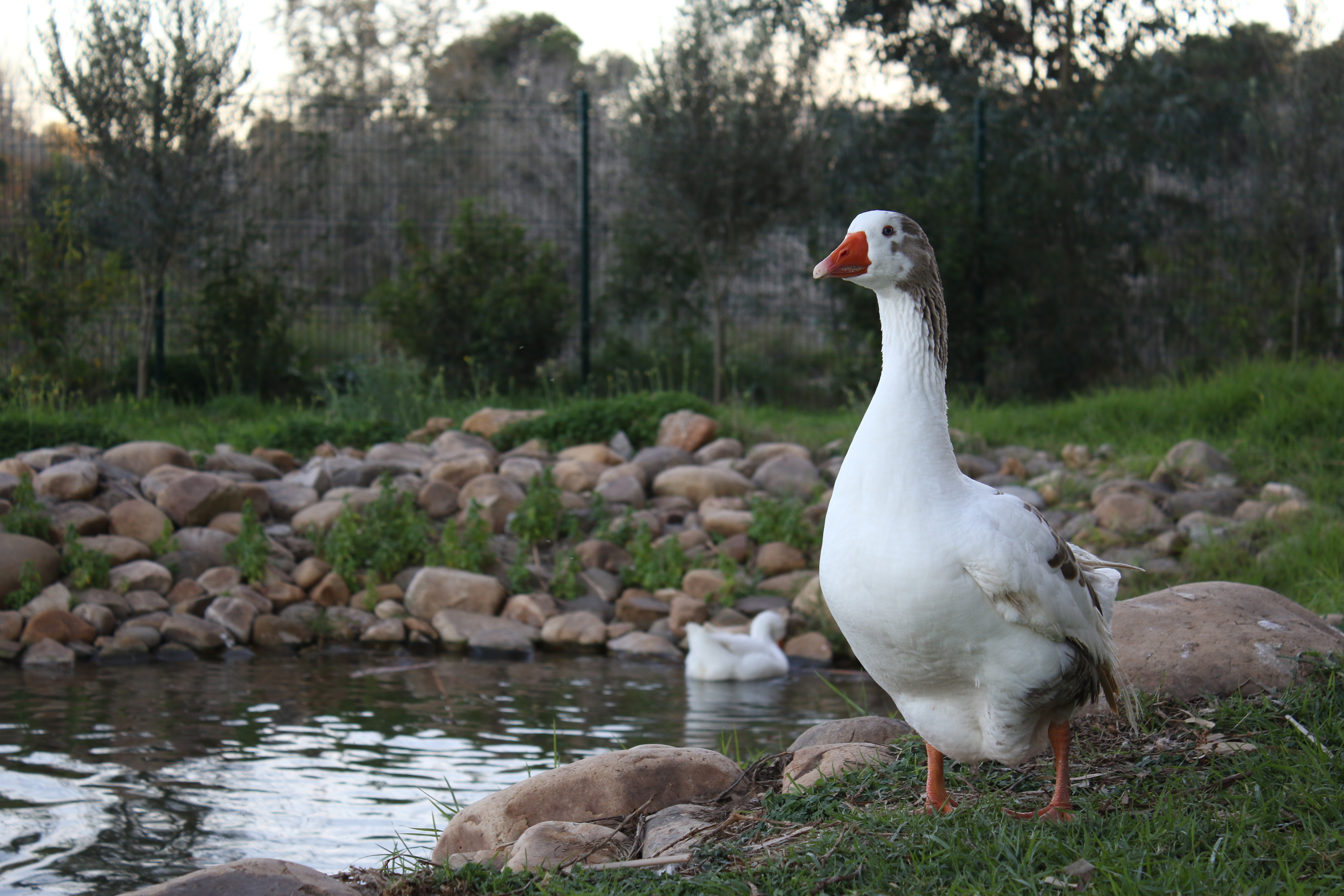 Free download pond nature birds rock grass goose water fence trees leaves depth of field outdoor animals computer wallpaper 4K wallpaper, Wallpaper(s)