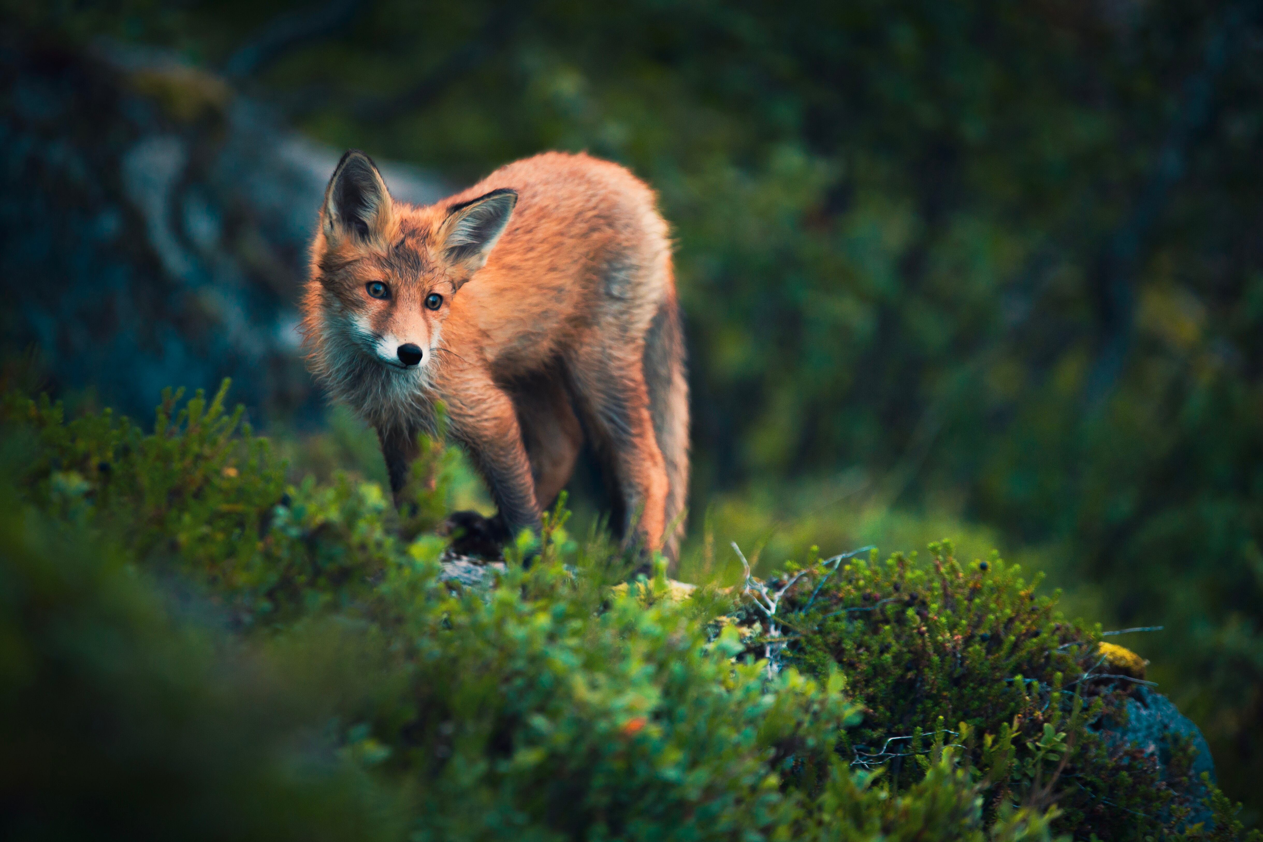 Free download Animals Grass Field Forest Fox Computer Wallpaper 4K Wallpaper, Wallpaper(s) website provided.