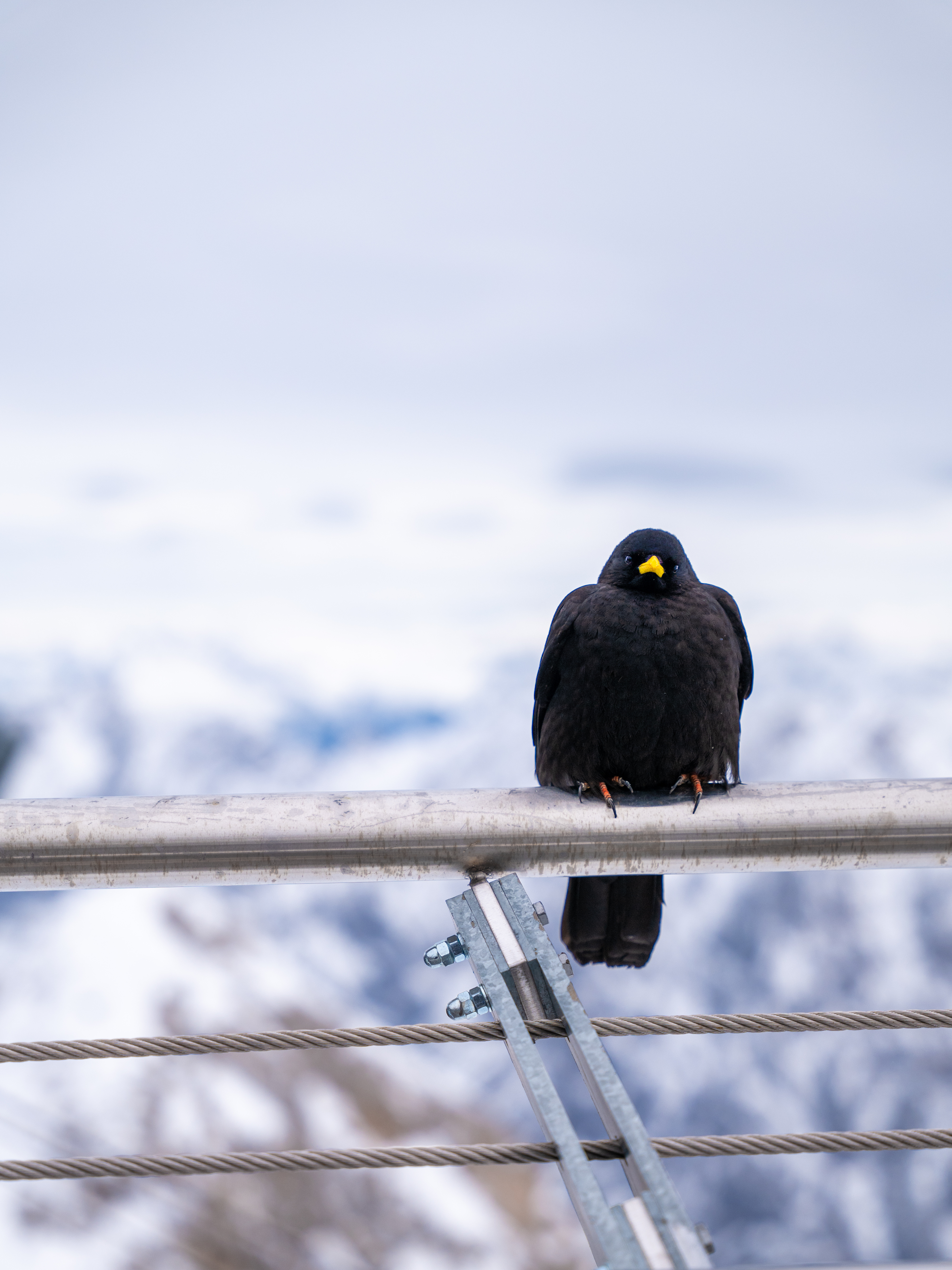 Free download Mountain Snow Ice Bird Mobile Wallpaper 4K Wallpaper, Wallpaper(s) website provided.