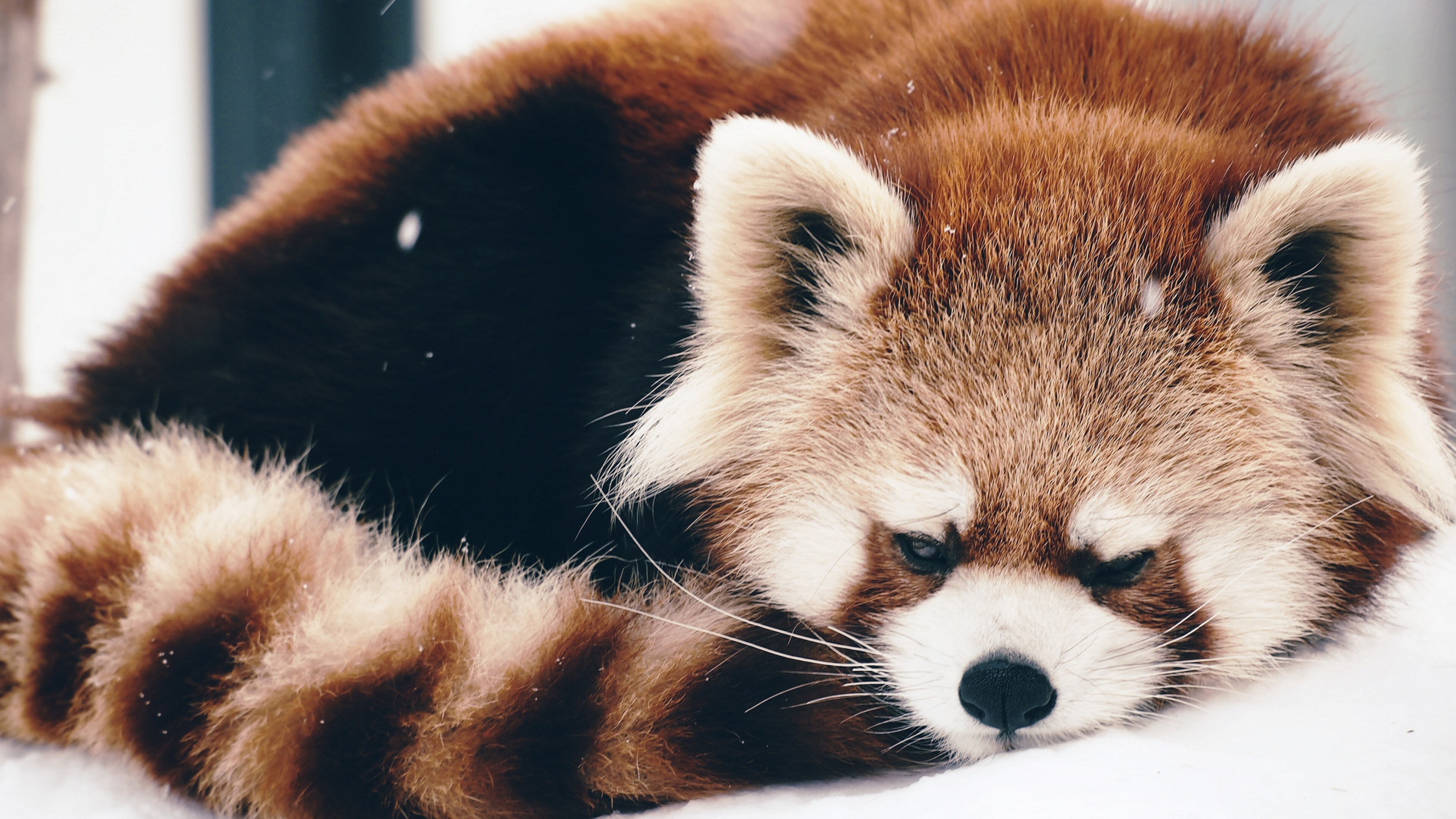 Free download Animals Little Panda Snow Mammal Panda Computer Wallpaper 4K Wallpaper, Wallpaper(s) website provided.