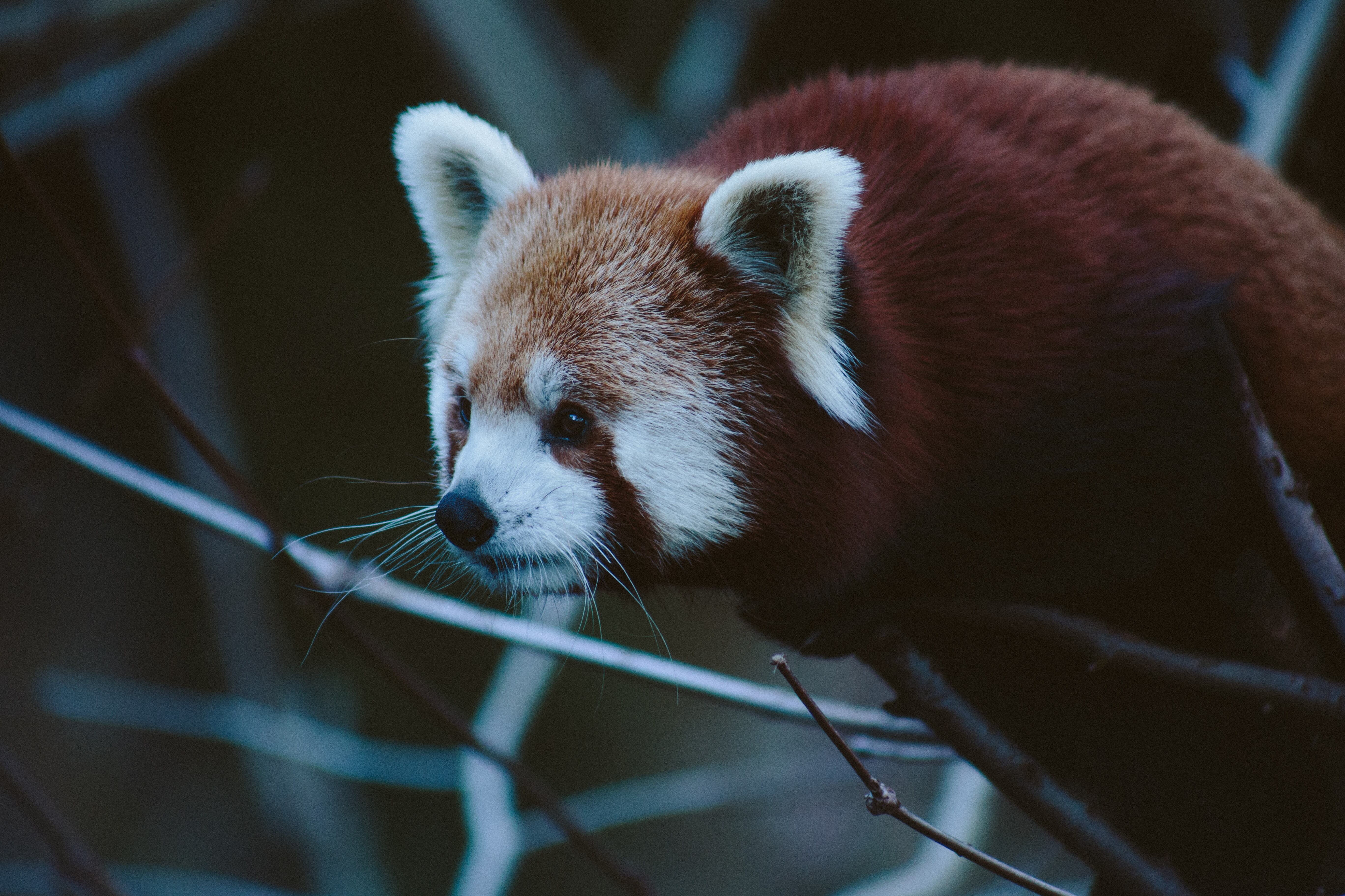 Free download Animal Panda Little Panda Zoo Cute Pets Healing Computer Wallpaper 4K Wallpaper, Wallpaper(s) website provided.