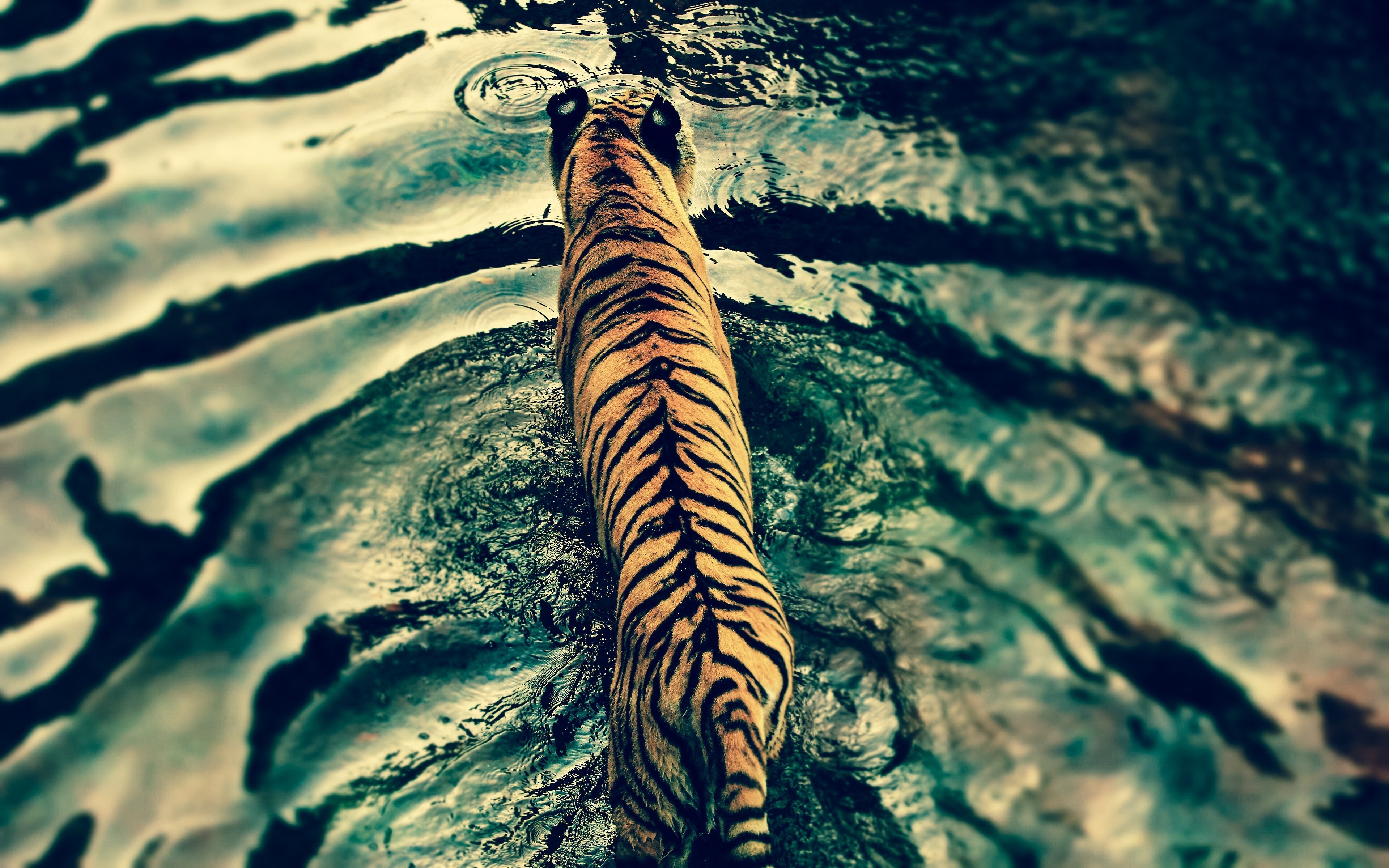 Free download Tiger Water Animal Big Cat Male Ripples 4K Wallpaper, Wallpaper(s)