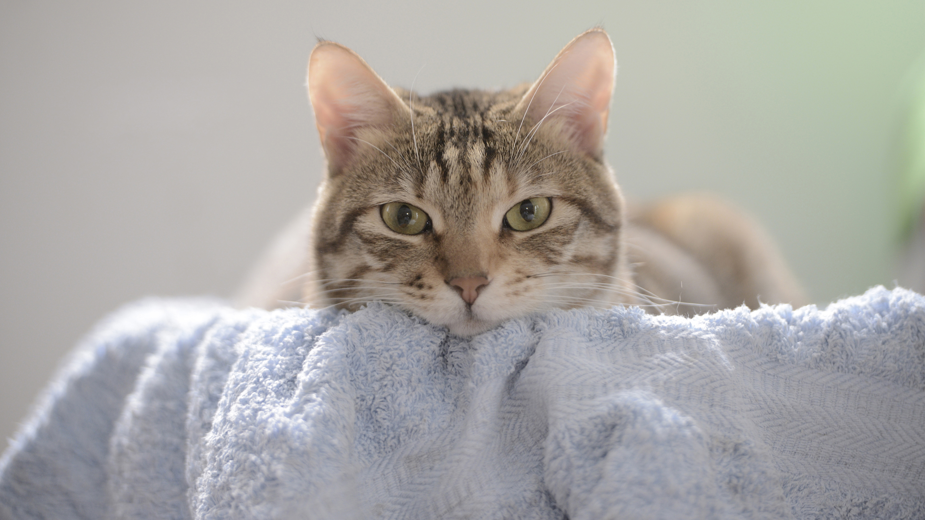 Free download Animal Cat Cat Mammal Towel Indoor Closeup Computer Wallpaper 4K Wallpaper, Wallpaper(s) website provided.