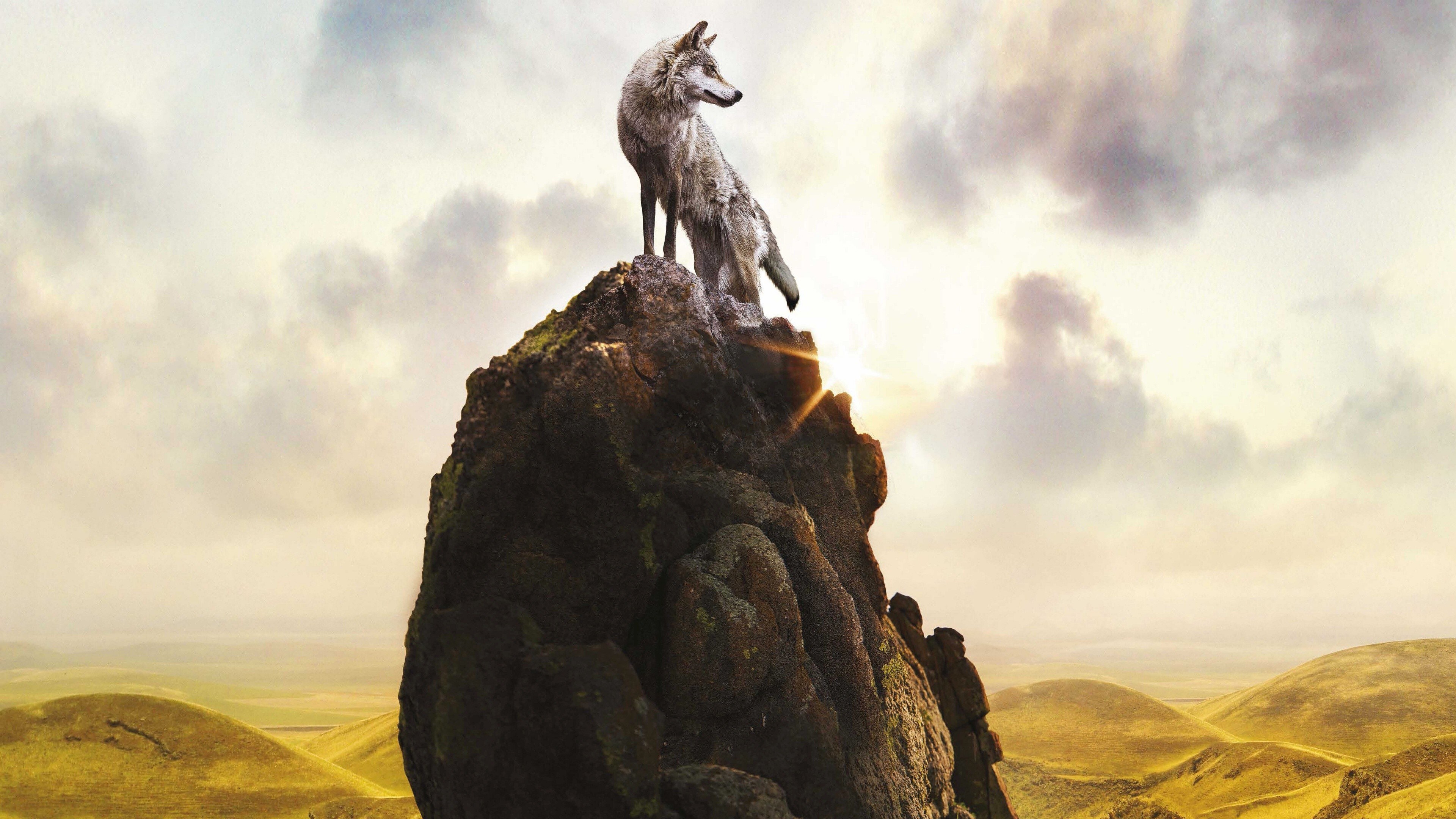 Free download Animals Wolf Landscape Rocks Sky AI Art Computer Wallpaper 4K Wallpaper, Wallpaper(s) website provided.