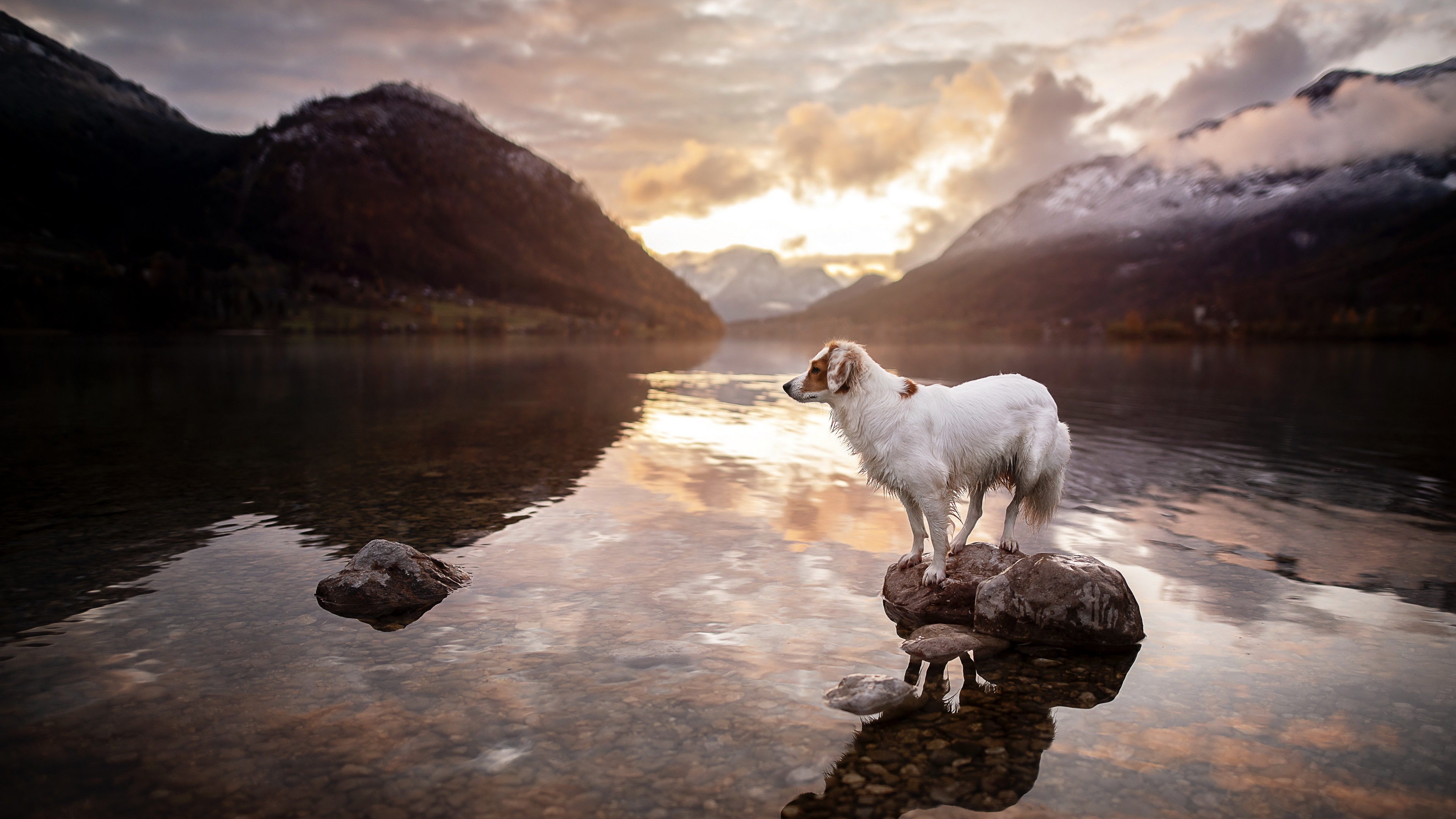 Free download Dog outdoor nature animal sunshine water stone mountain computer wallpaper 4K wallpaper, Wallpaper(s) website provided.