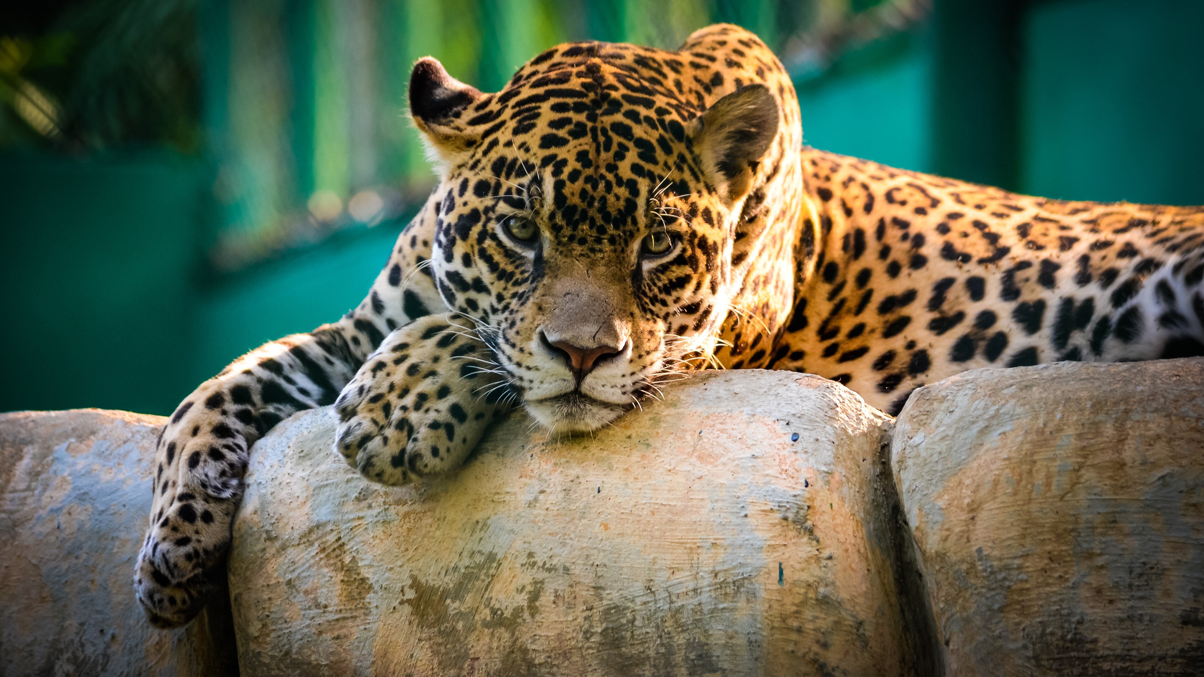 Free download Animal Leopard Cat Jaguar Cats Computer Wallpaper 4K Wallpaper, Wallpaper(s) website provided.