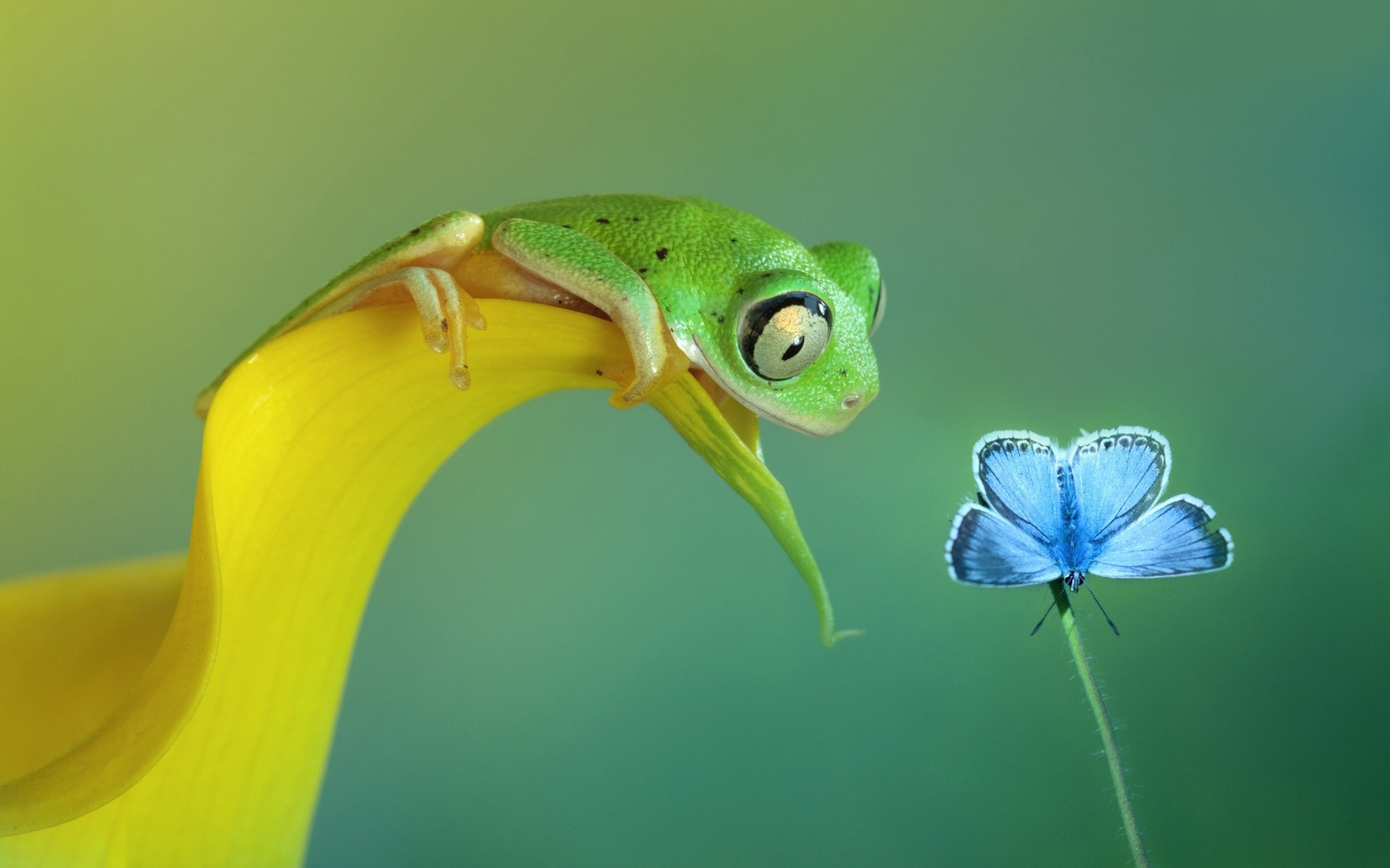 Free download Butterfly Flower Animal Frog Insect Fresh Computer Wallpaper 4K Wallpaper, Wallpaper(s) website provided.